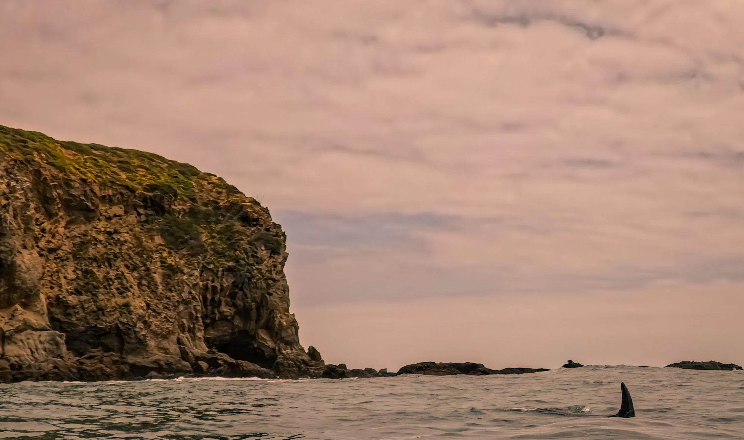 Breaching Calf