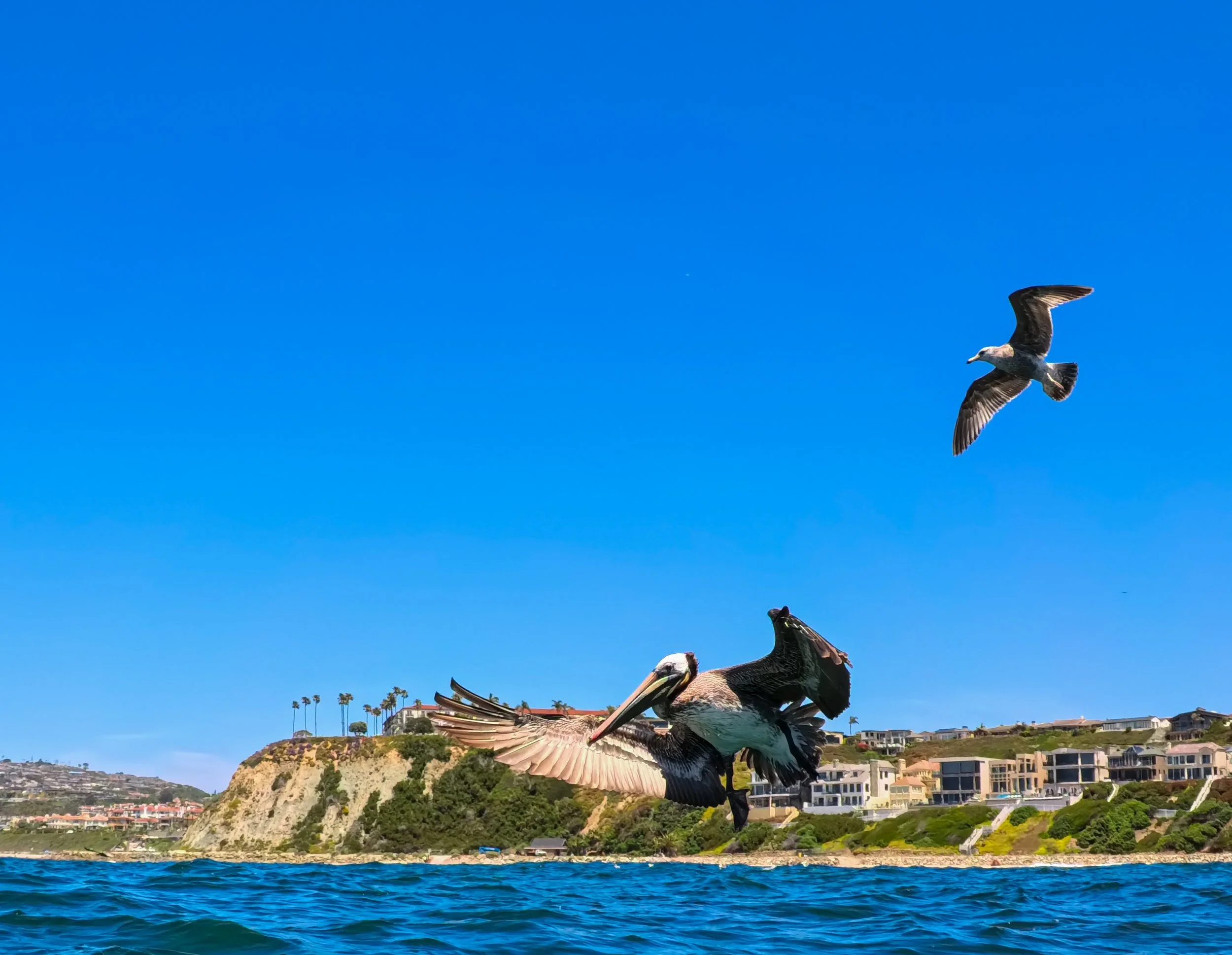 Can’t Stop Thinking of Pelicans