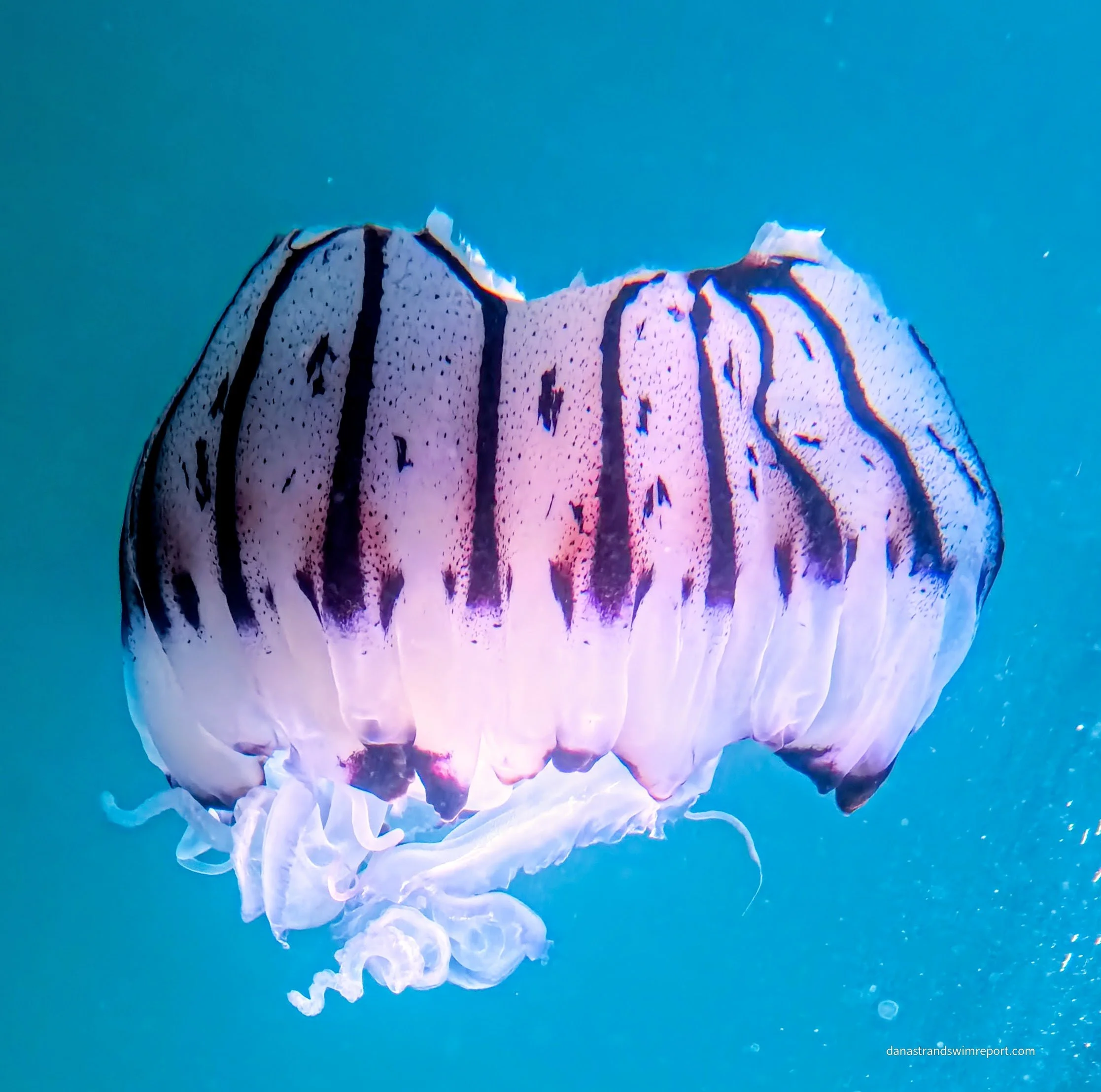 Jelly on the Water