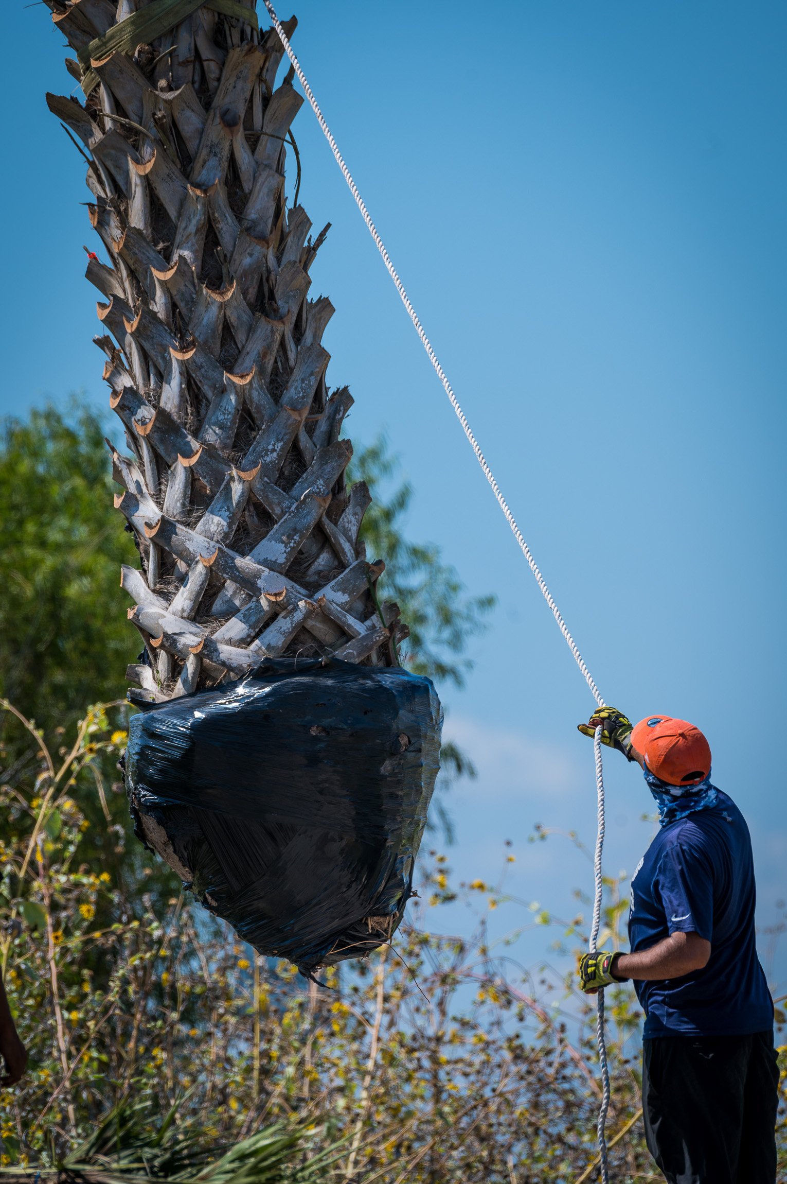 Laguna Landscapes Landscaping Design & Construction Nursery