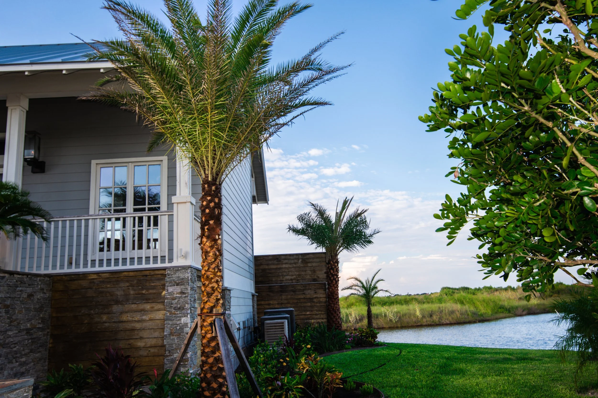 Palm Trees Corpus Christi Retail Wholesale Cold Hardy Native Texas