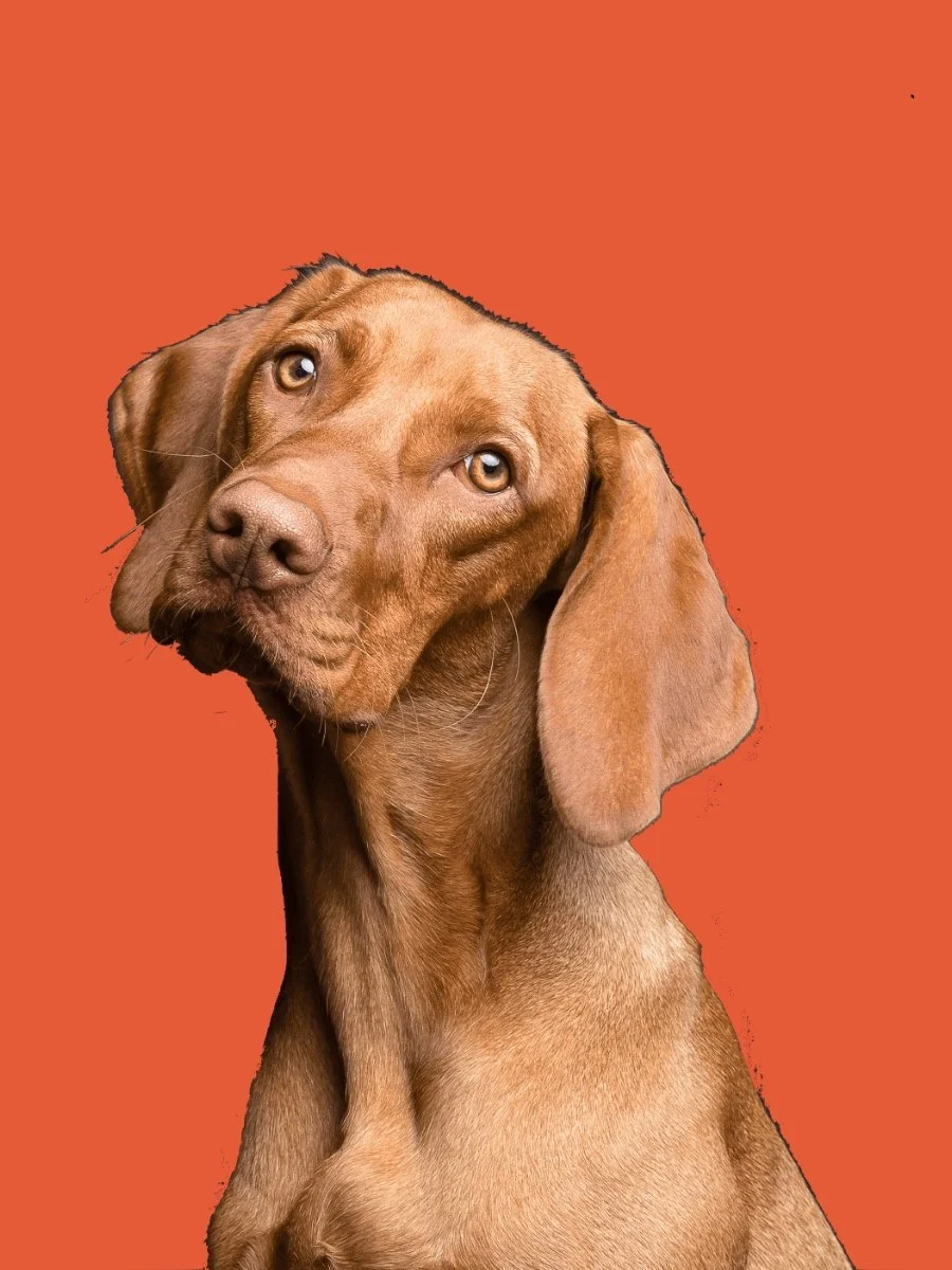 Kali's K9s - Seattle Dog Boarding & Outings