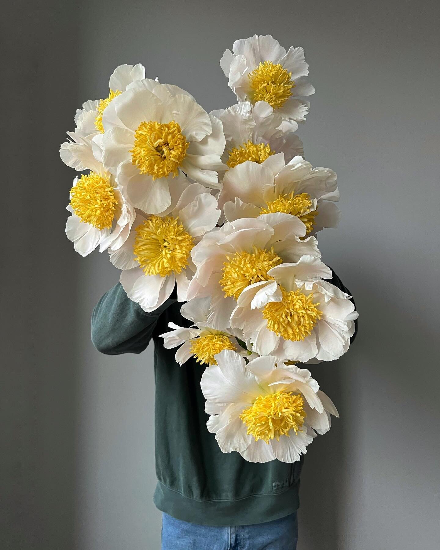 This photo lives rent free in my head always, so I figured I&rsquo;d share it again 💛 always thinking about these Esther peonies 💛