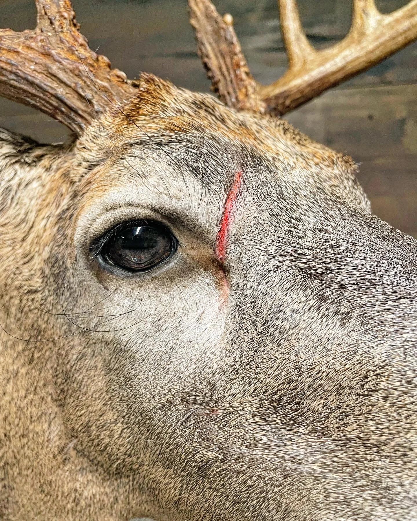 C2442E5F-B985-46C3-9548-D37DDCC23523 2.jpeg