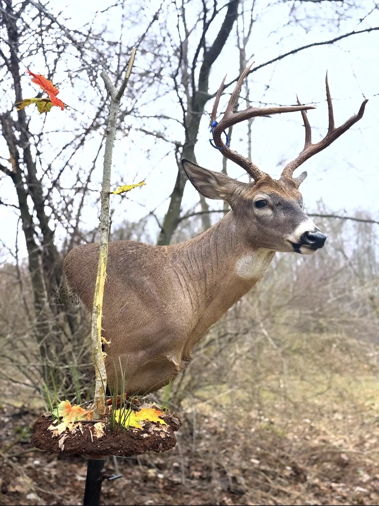 IMG_2233.jpg
