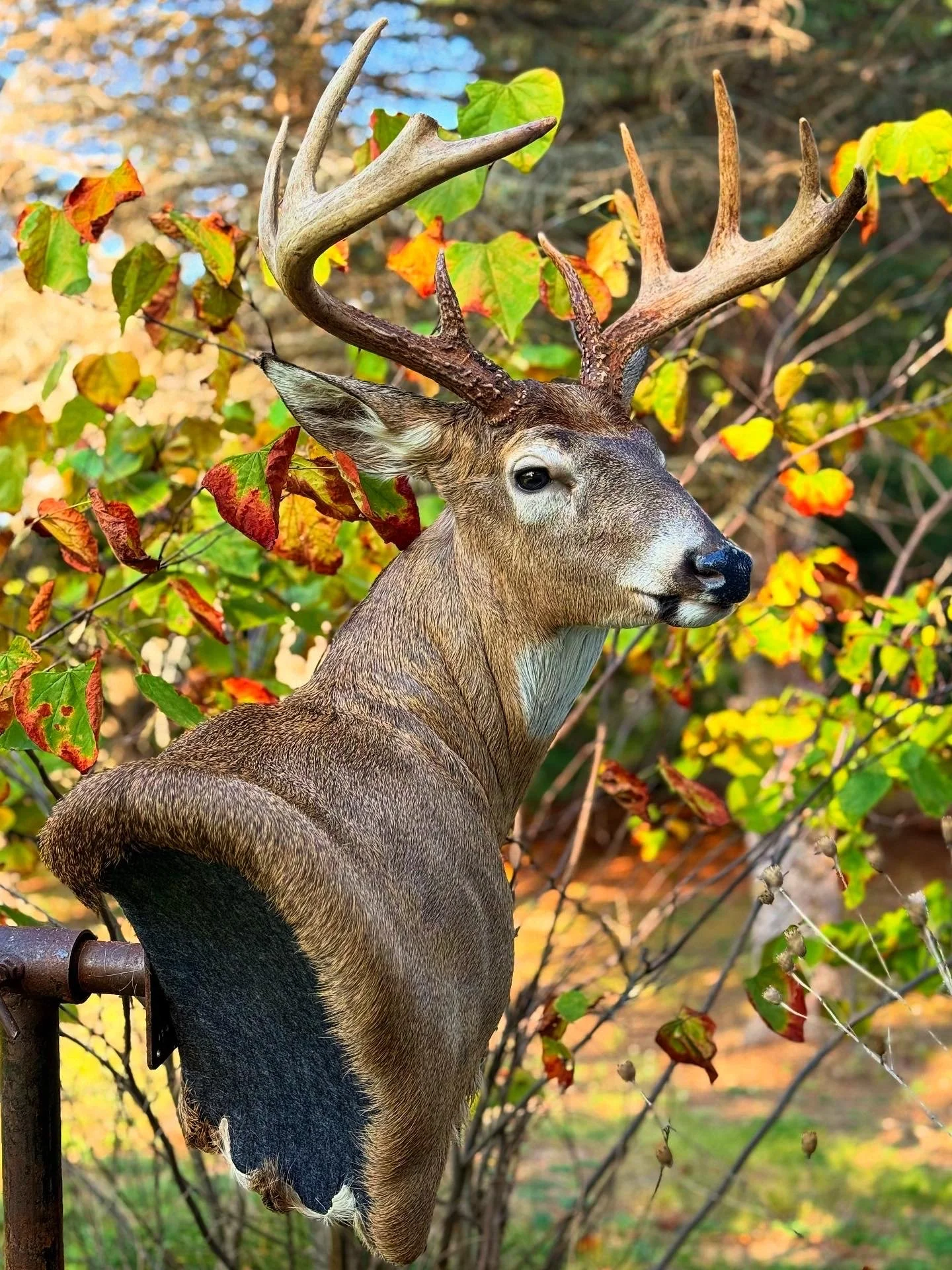 55971DC2-19A0-4582-882A-A304DC24D37D 2.JPG