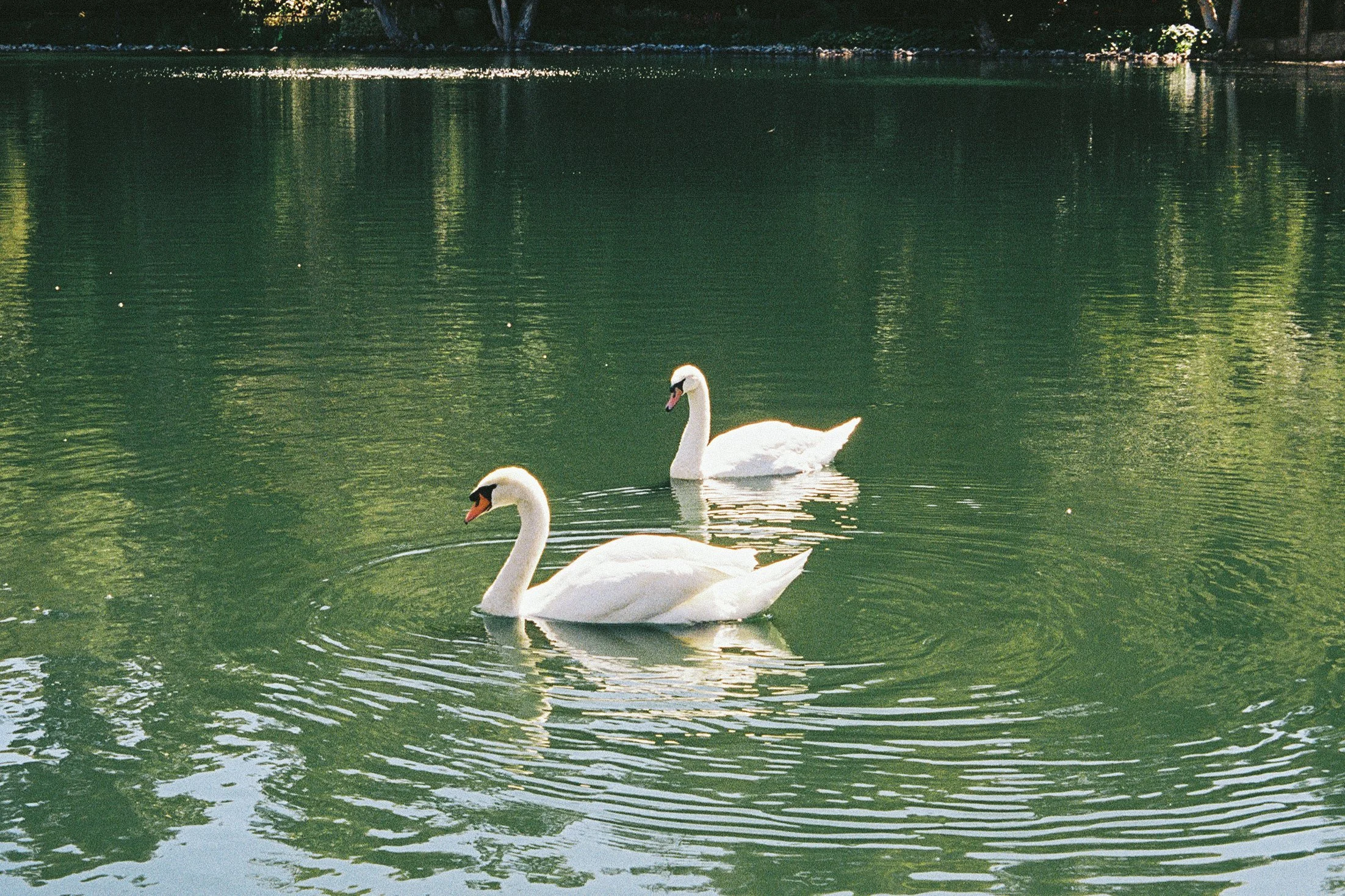 lake shrine-11.jpg