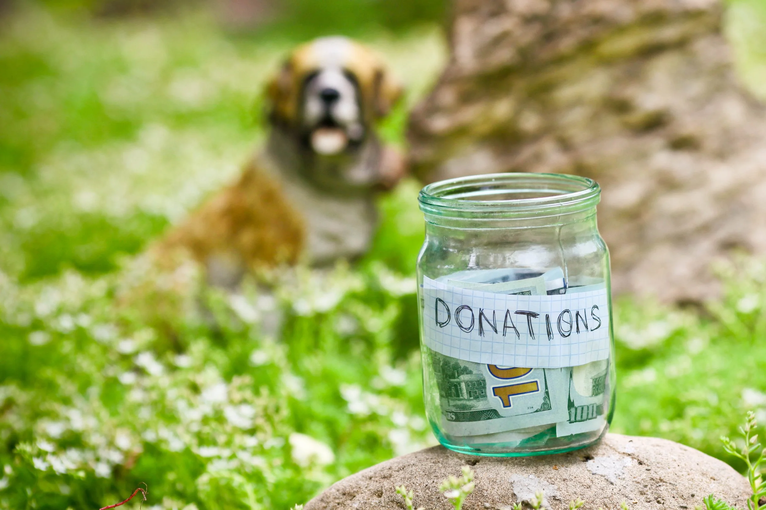 Donate — HEAL Animal Rescue