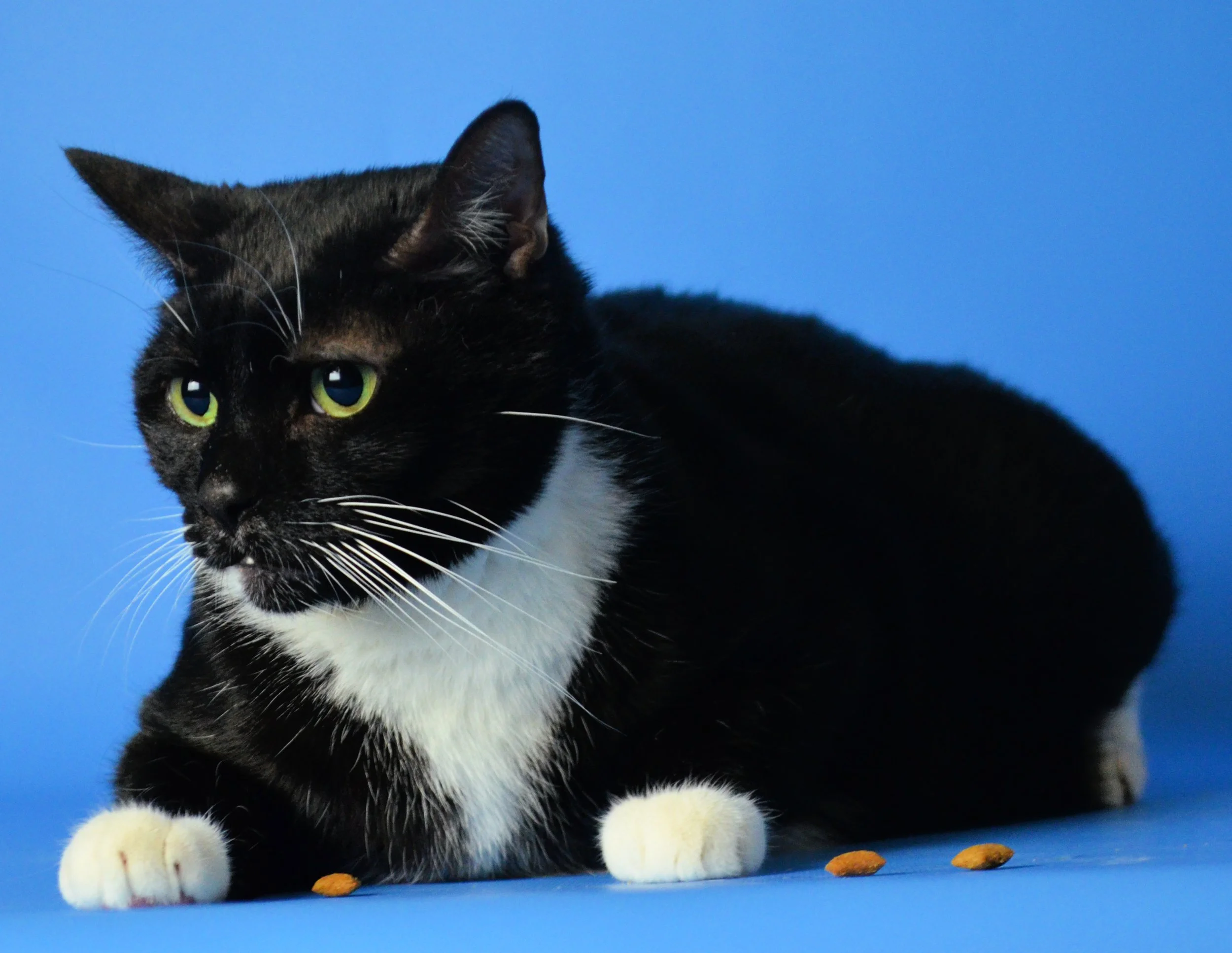 The Adoption Center — HEAL Animal Rescue