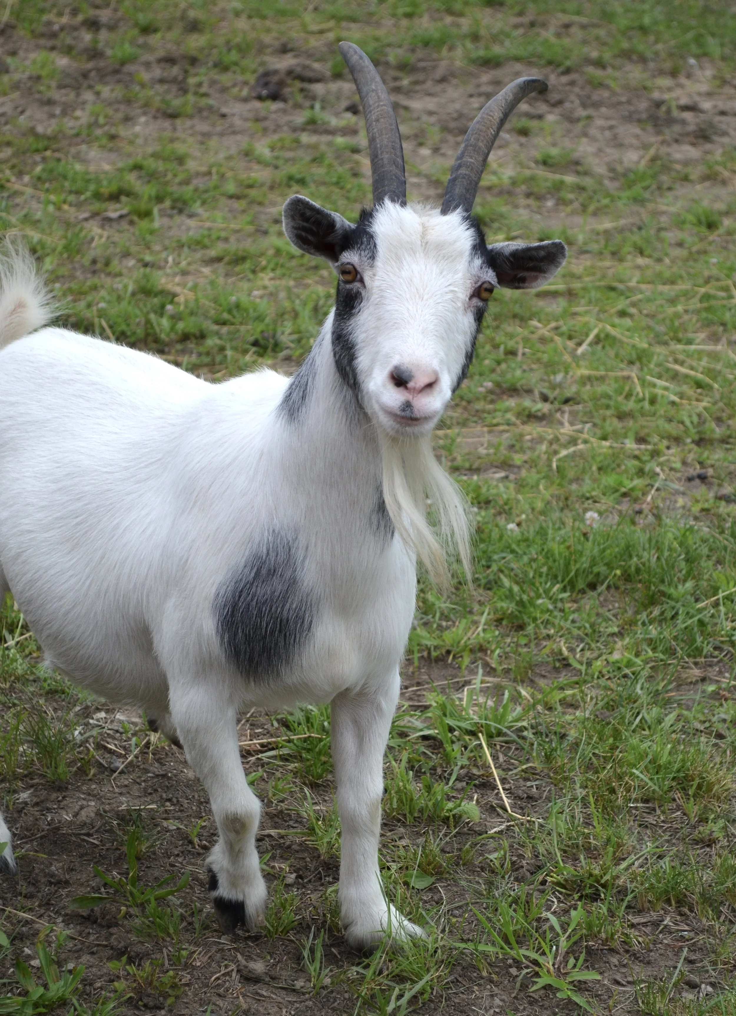 Dorothy The Goat