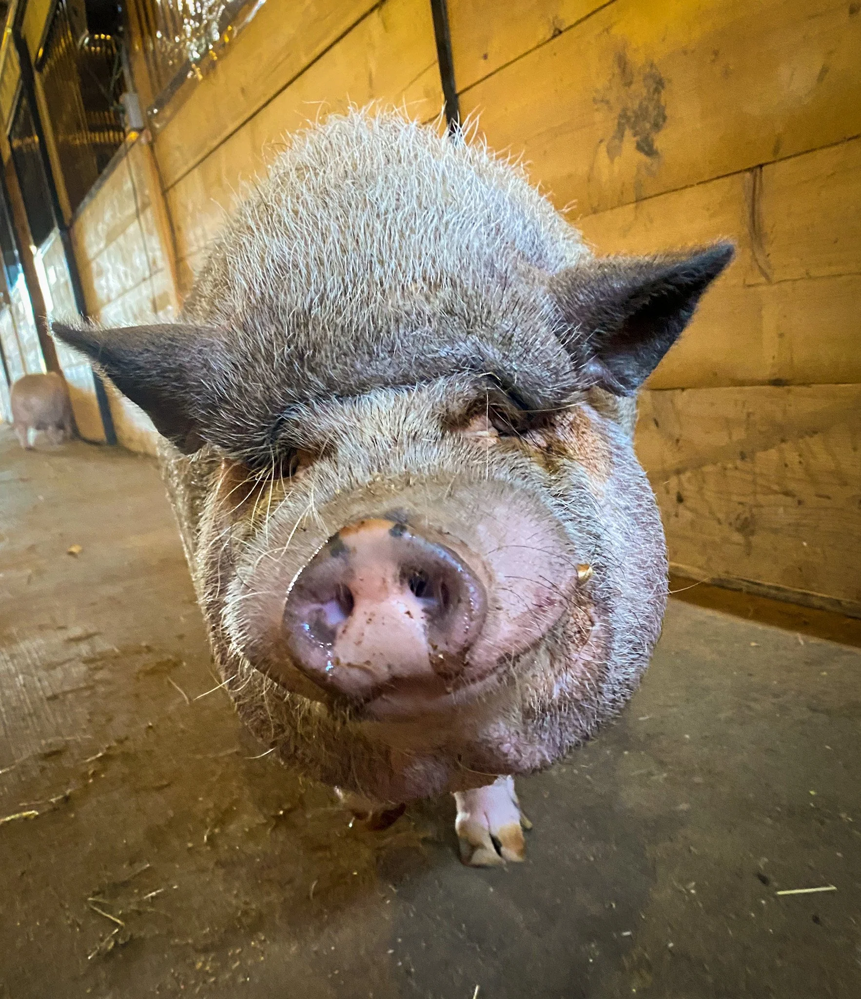 Phillip the pig