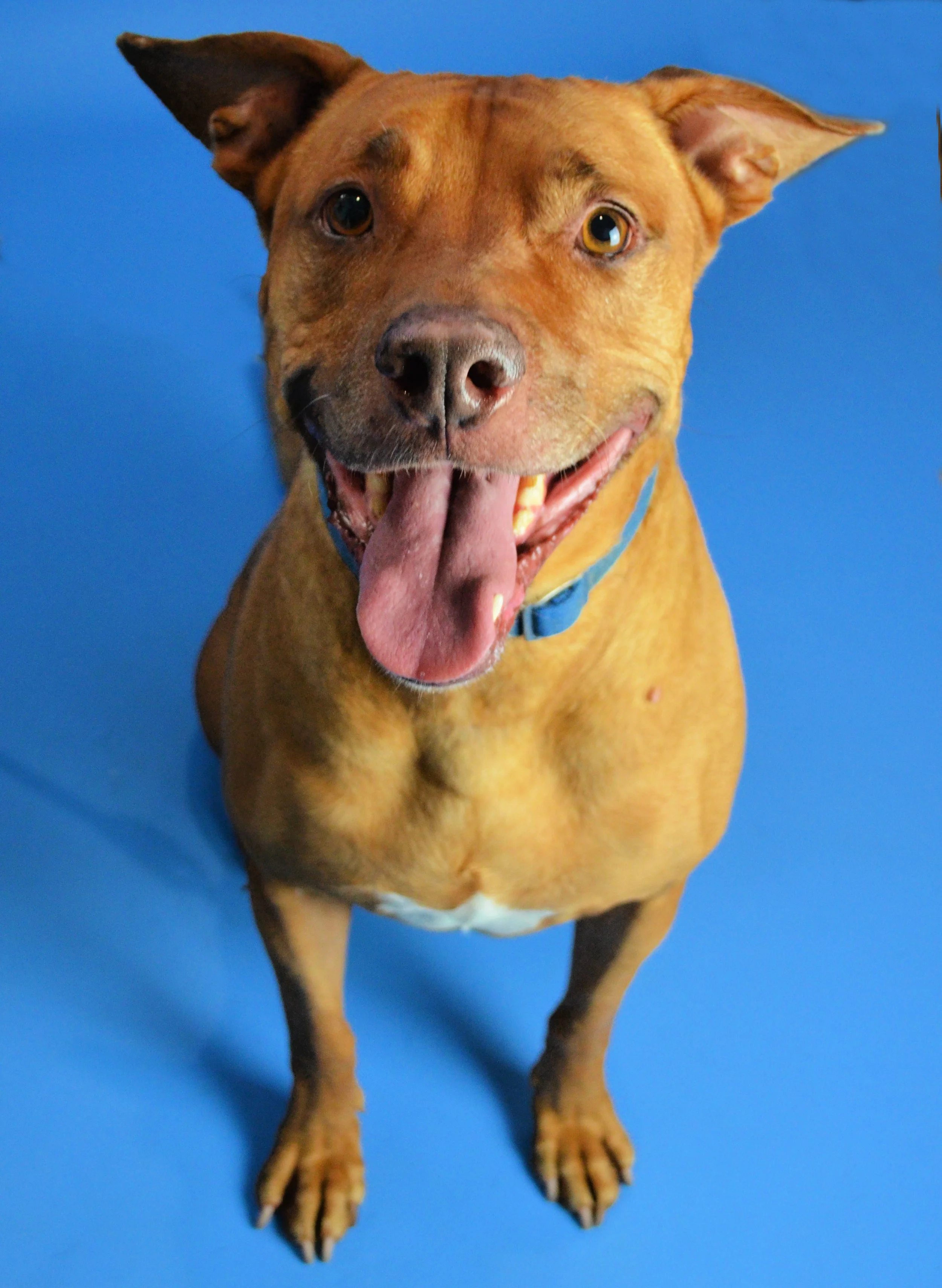 The Adoption Center — HEAL Animal Rescue