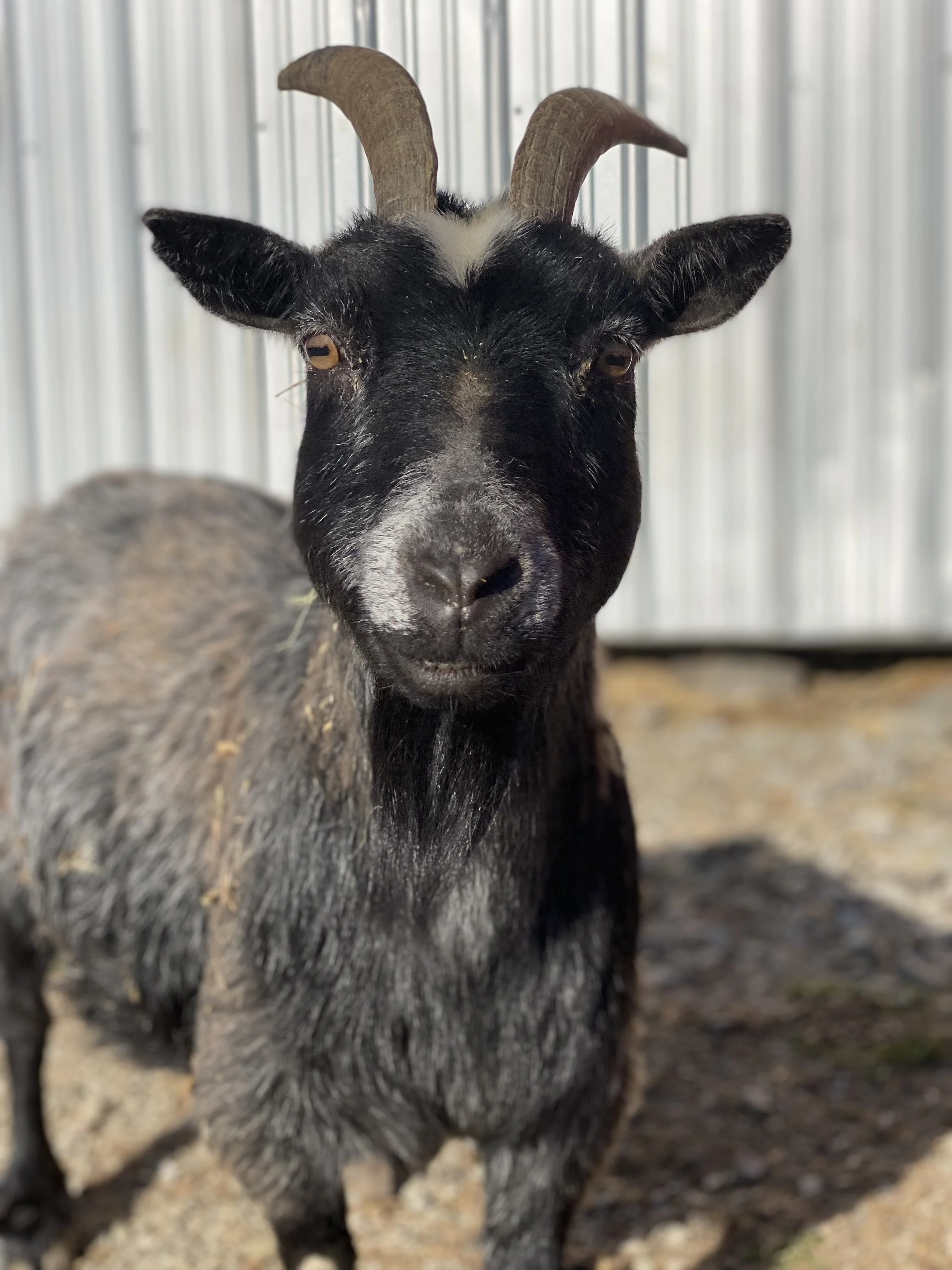 Blanche the Goat