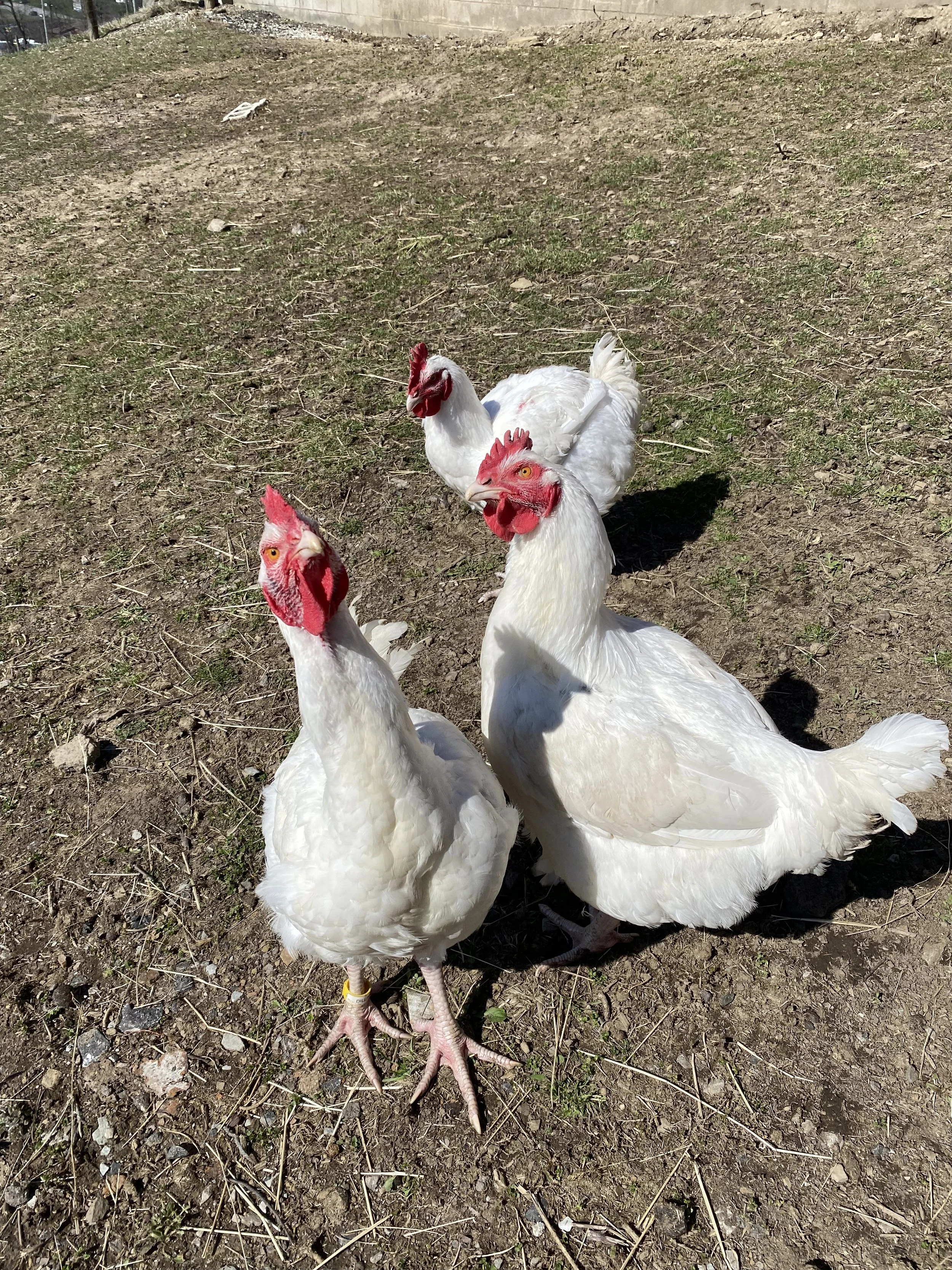 Dillinger, Dishrag and Gus - Cornish Kids