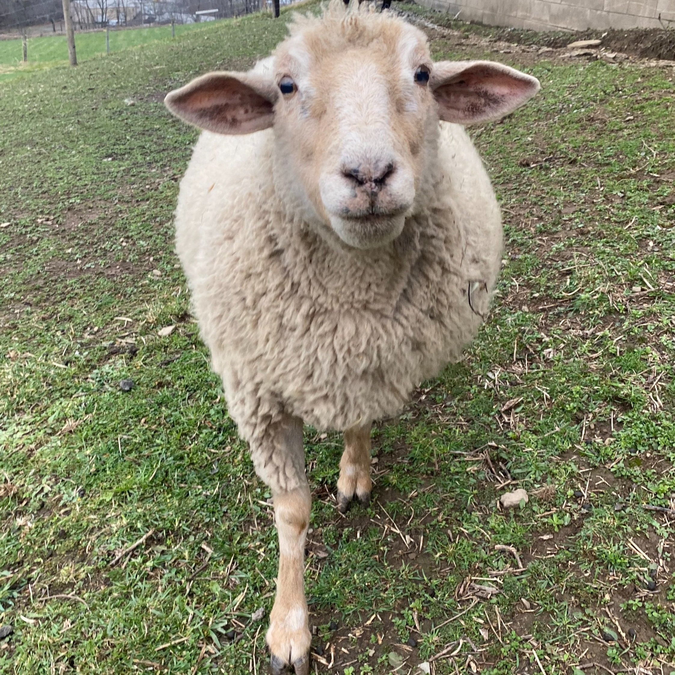 Sugar the Sheep