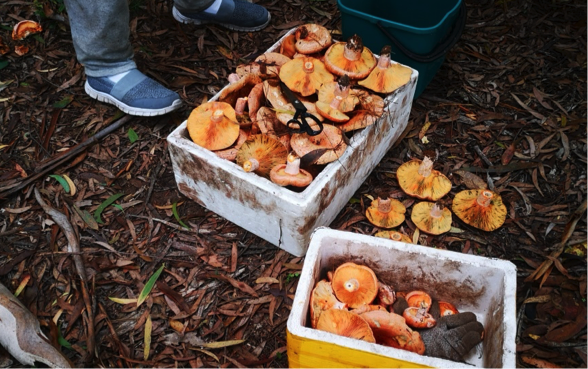 Mushroom picking_3.png