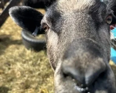 petting-zoo-farm-animals