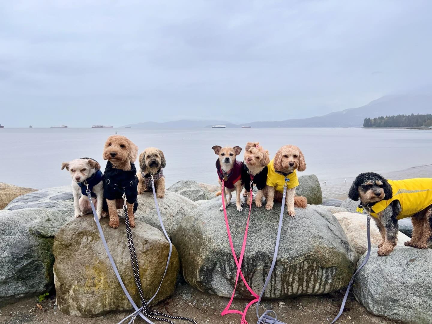 &ldquo;A rainy day at the beach is better than a sunny day at the office.&rdquo; 🌼 😍 #officeview #dogdays #rainydays #dogwalking #woofs 🐶 #strikeapose