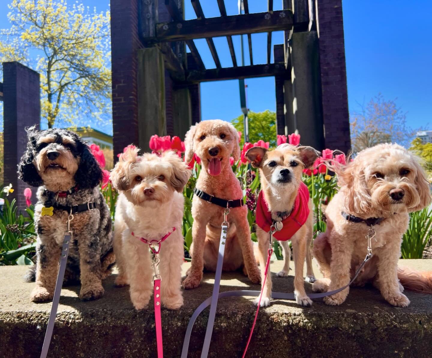 We&rsquo;ll have our summer bod on in no time 😎🌷 #workinit #strikeapose #furbabes #adventuredogs #vancityvibe #dogwalkersofvancouver 🐾&hearts;️

@mydoodmorgan 
@quincy.adventures_cavapoo 
@missmollymohawk