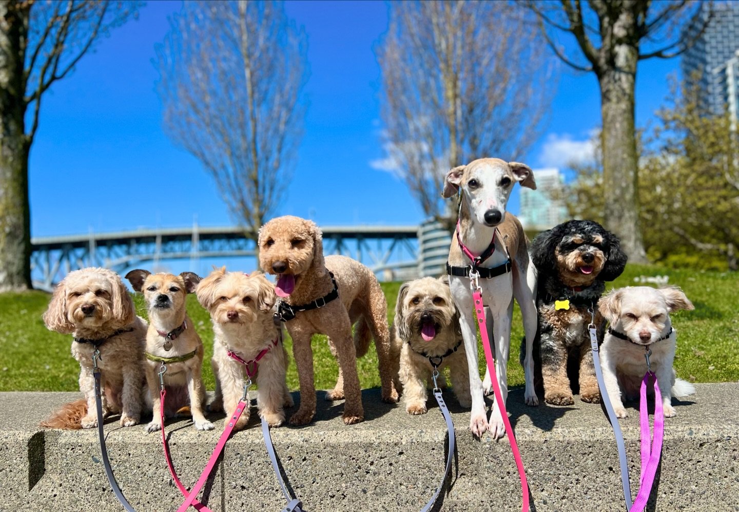 The cream dream team +1 😂 

Gus hates the camera (far right) if you&rsquo;re ever wondering hehe. Taking one for the team, such a trooper! (they all are, of course!) 🌟 

Another fabulous day out there today 😎 #teampuppylove #sunsoutbumsout 🐶 #squ