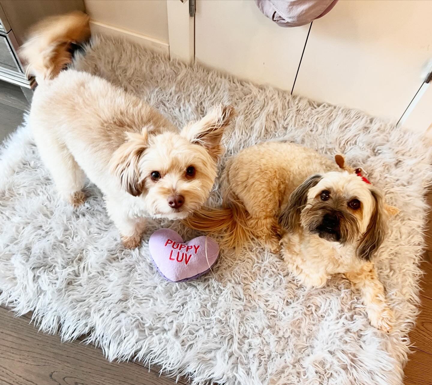 Happy Fri -YAY from these two cutie monkeys! Mango + Timber - Always up for a good play/ adventure #puppylove style 💞 

Have a great weekend !! 🐶 

#dogsittingadventures #vancouver #smalldogs #dogsofvancouver 🍁