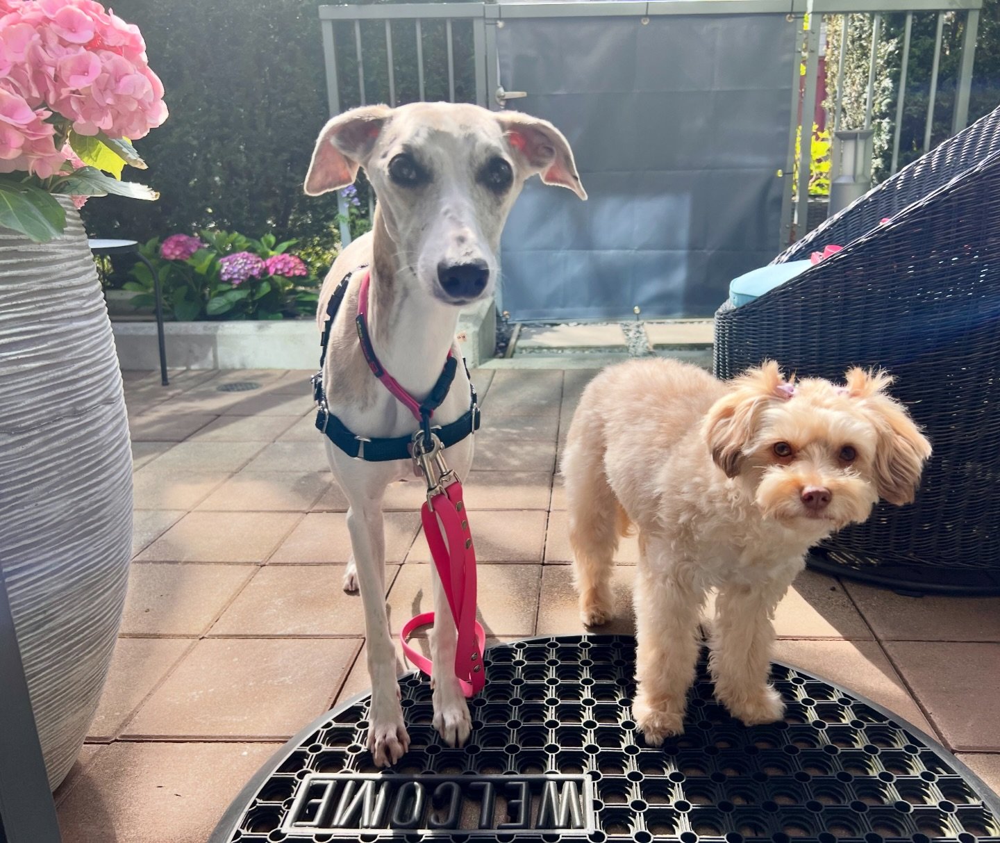 Always a good morning with a sun filled walkie and a belly full 😎 #staycation #dogsitting #cuties #xo #yaletownpuppylove