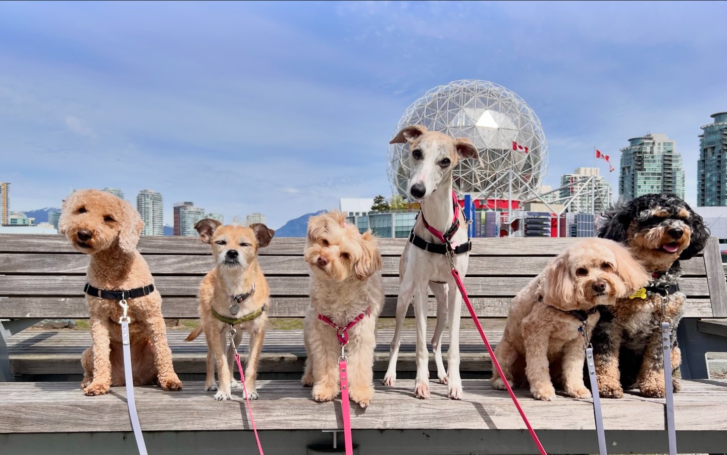 Record FOUR head-tilts !! &hearts;️🤩😎 

✨ Morgan &bull; Molly &bull; Mango &bull; Billie &bull; Leo &bull; Quincy 

#dogwalkingservices #vancitydogs #dogdaysofinstagram #woofs 

@mydoodmorgan @missmollymohawk @quincy.adventures_cavapoo