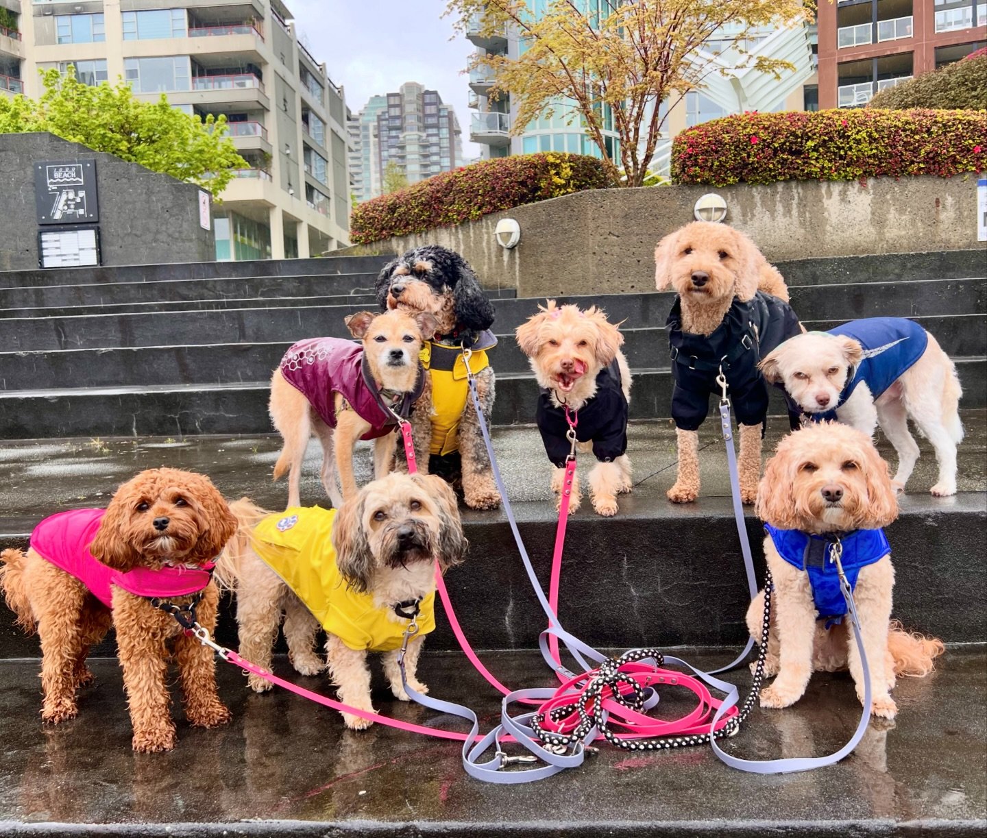 We walk rain or shine! 🌦️Never a complaint and today was no exception! 🤍 

Are they not the cutest and most well-behaved puppers!  #dogwalkingadventures 

✨ Mia &bull; Timber &bull; Molly &bull; Quincy &bull; Mango &bull; Morgan &bull; Gus &bull; L