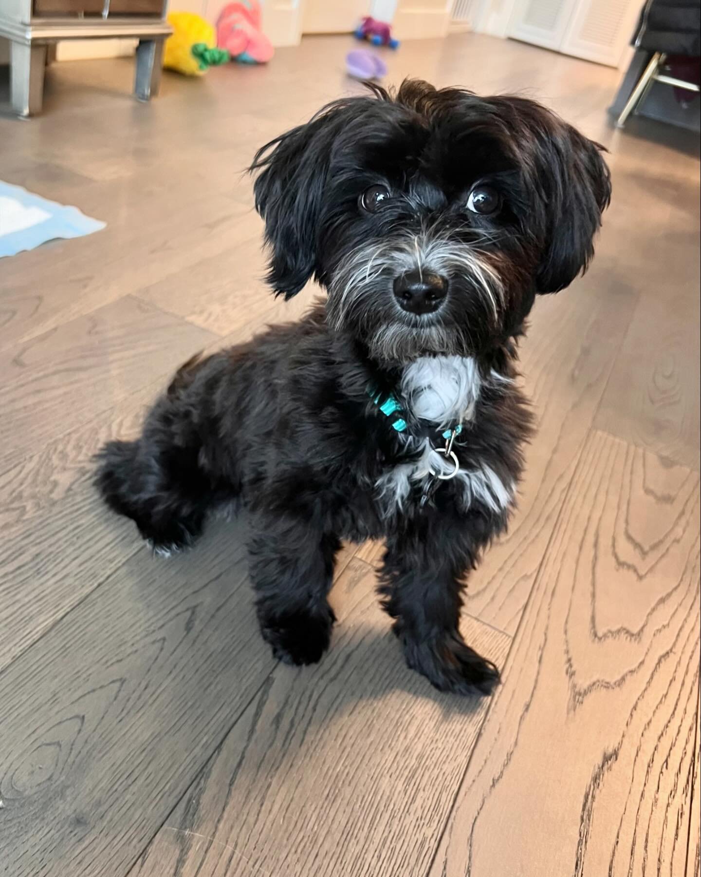 Meet Monty!  A tiny spunky 6-month Maltipoo &hearts;️ 

His first experience with a professional pet-sitter, getting use to being away from home, new hooman, new puppers 🐶 

We&rsquo;ve been doing a slow introduction for Monty and he&rsquo;s been wa