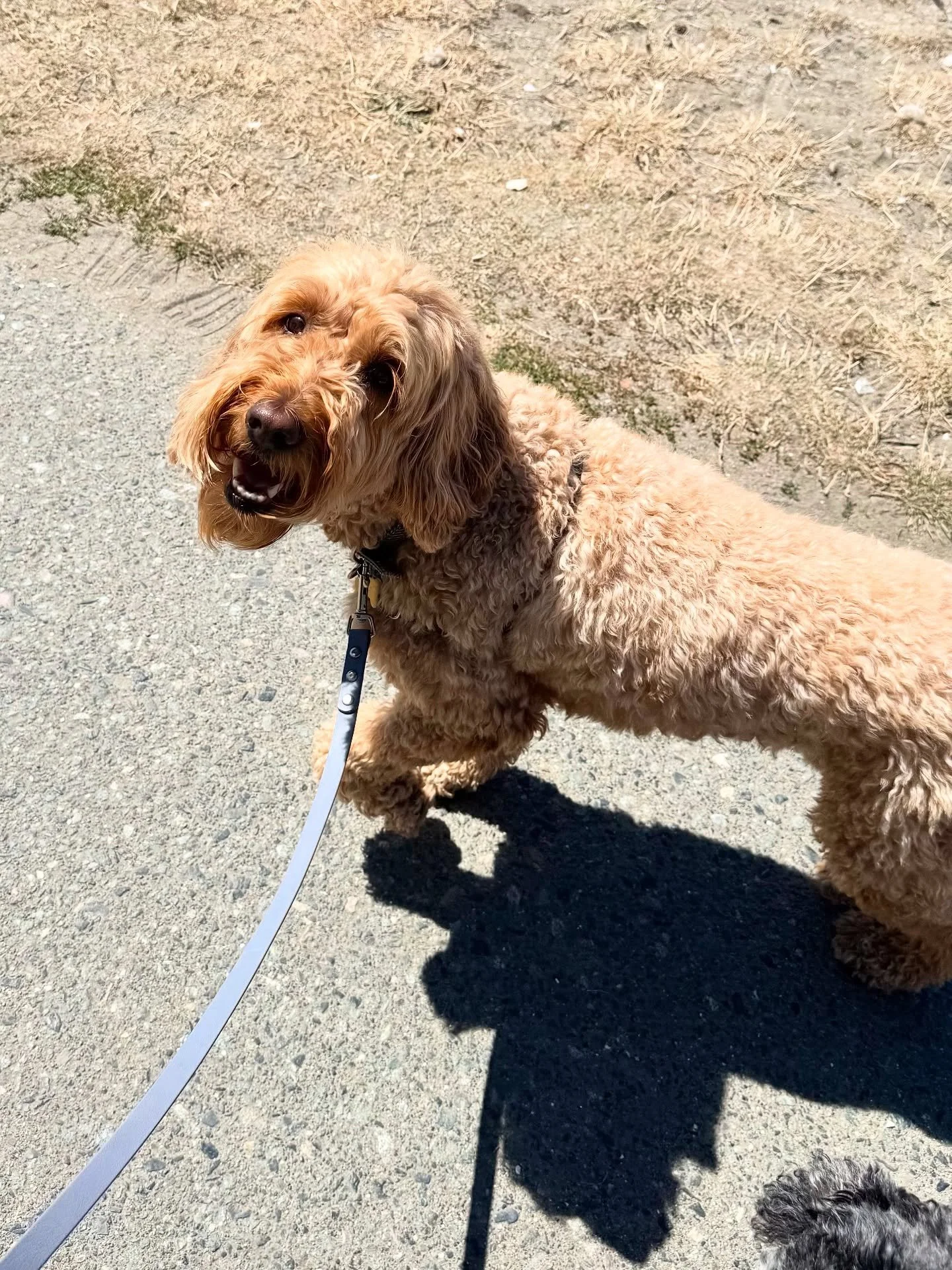 We&rsquo;ve got a new smiley face to our Only Paws! team 🐕 

Everypawdy 🙌🏼 Meet Riley! 

The sweetest, friendliest, happiest, 4 year Goldendoodle you&rsquo;ll meet &hearts;️ 

We&rsquo;re so excited!&hellip; let&rsquo;s give Riley a big warm welco