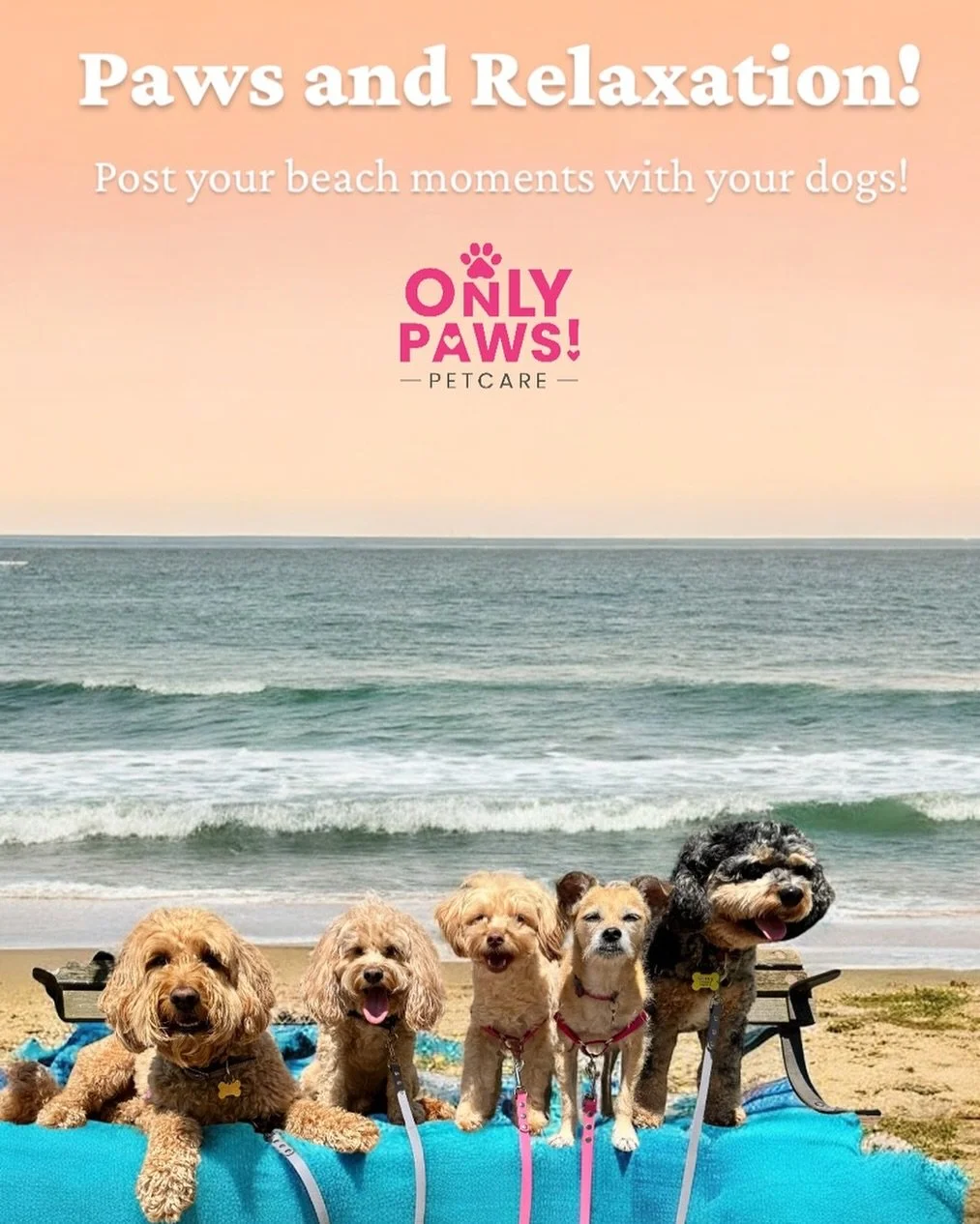 Dog days of summer 😎🐾😍 @onlypawsvancouver 🩷

#onlypaws #vancouver #dogdays #dogwalking #buddywalk #beachvibes
