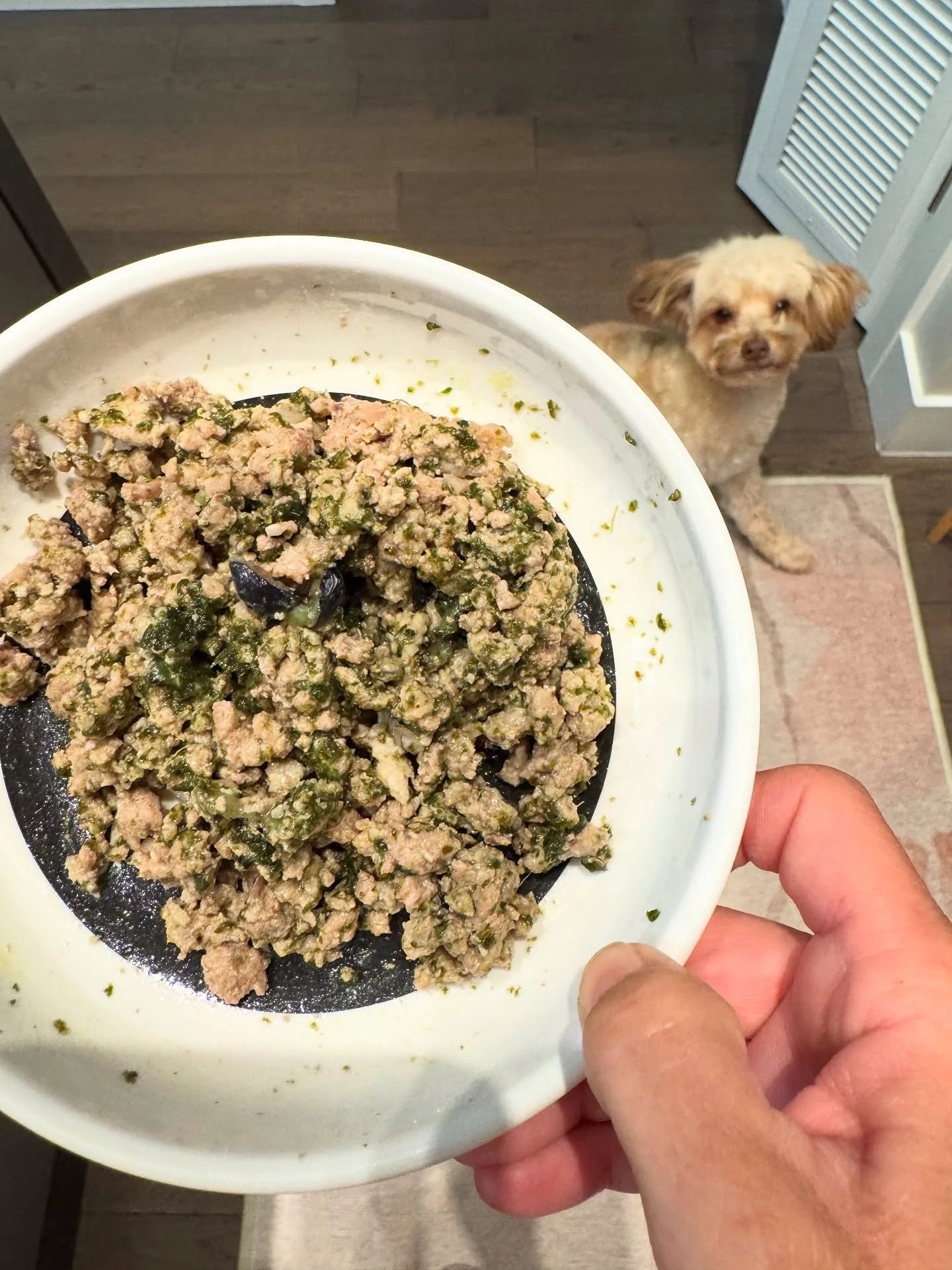 Today&rsquo;s breakfast 😋 &mdash; (swipe left) she&rsquo;s ready for it! 

Pure, Ground Whole Rabbit with Organs and Bone, raised in Montreal, Quebec 🇨🇦 Hormone &amp; Antibiotic Free @rawbone_petfoodco 

Added to:

&bull; 3P Naturals AntiOx Blend 