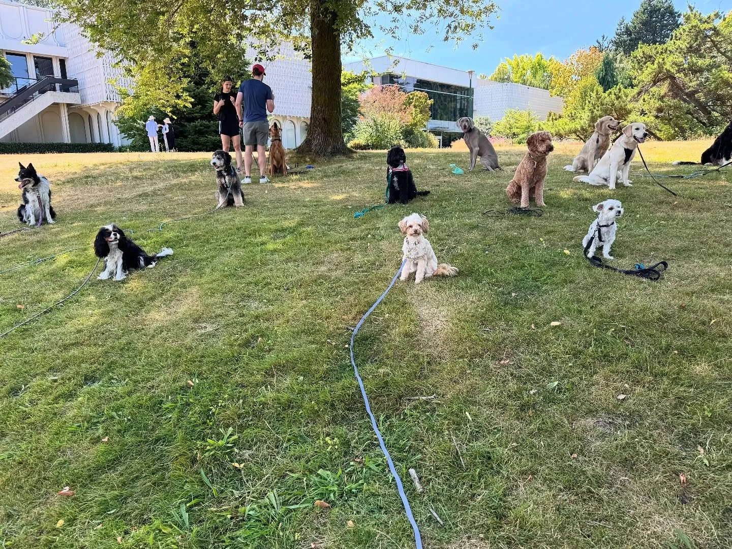 Out and About class with Jen @topdogcanine 🐾 and crew! 🐕 

I get asked a lot why we do training classes having my dog walking business, and the exposure Mango gets on the daily. 

Simply put, it&rsquo;s fun and we love it! We&rsquo;re always learni