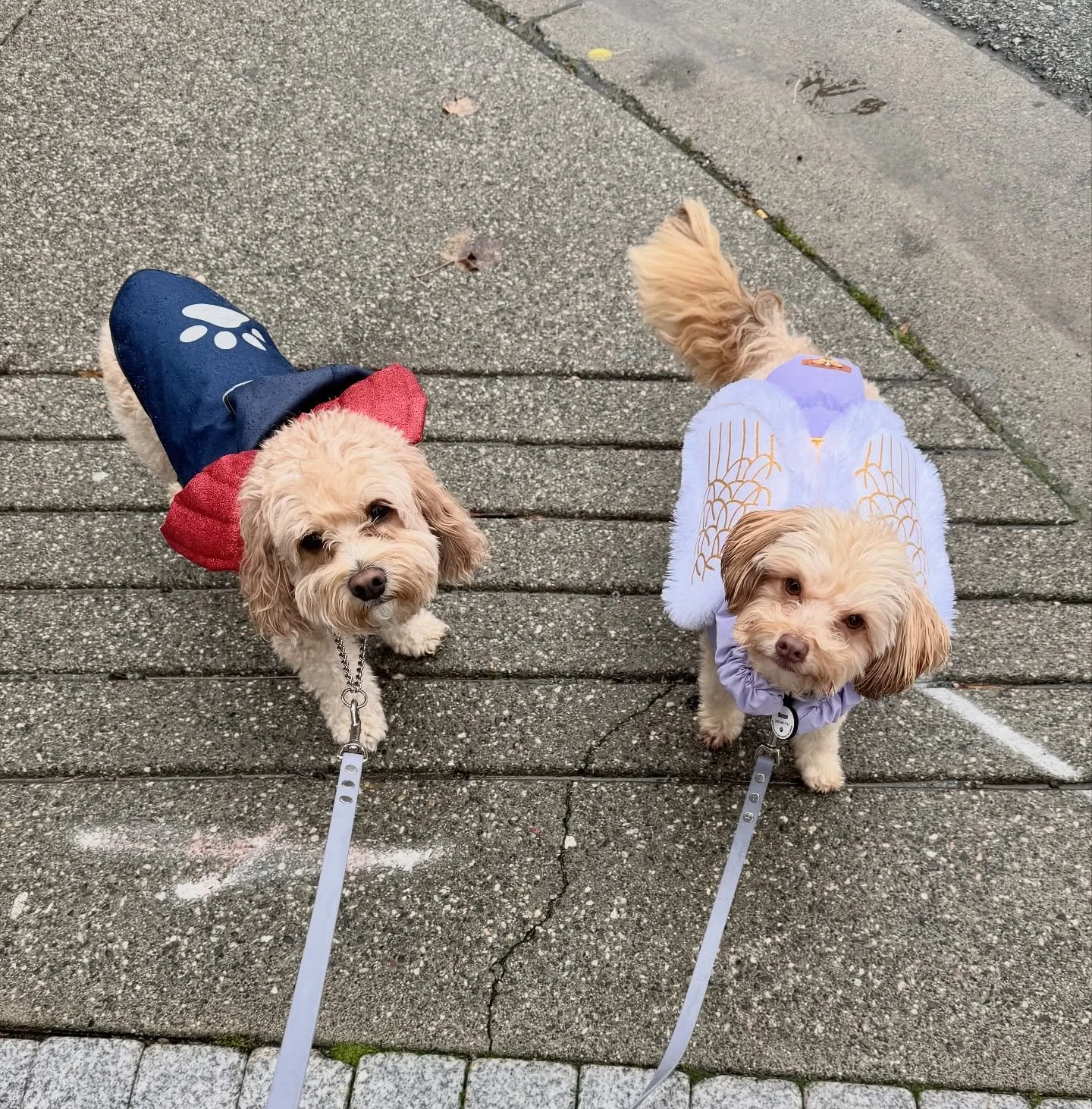 Angel &amp; Devil mode: activated. 👼😈
Rain or shine, these besties are ready to Trick &amp; Treat! 🎃🐾💦 #HappyHowloween #SoggyDoggyEdition