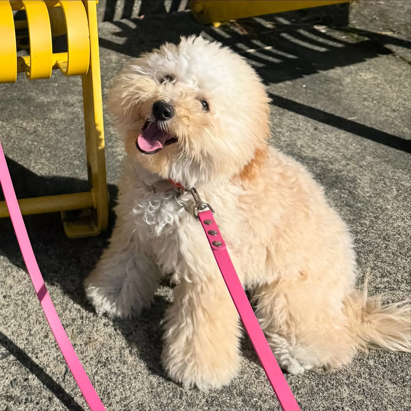 Say hello to HONEY, our newest fluff on the block! 🐶💞 Tongue out, tail waggin&rsquo;, ready to shine in our small Walk n&rsquo; Train pack, where she&rsquo;s learning:

&bull; Appropriate puppy etiquette

&bull; Calm greetings with humans and other