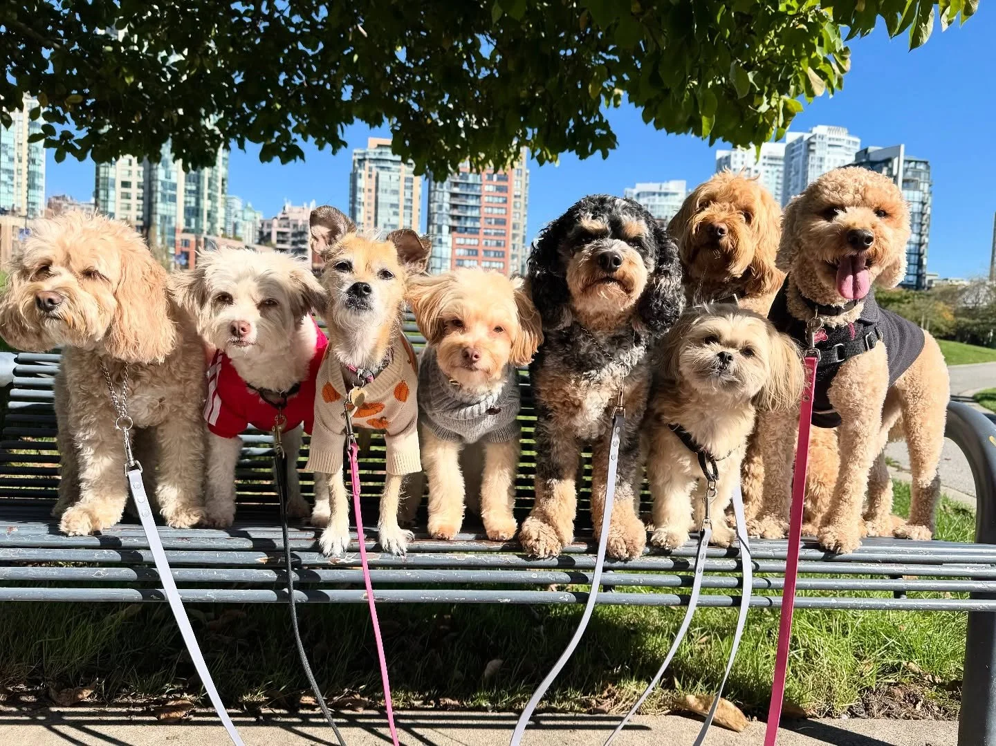 Eight shades of cream, one big adventure. 🐾💛 Our social walk crew soaking up nature (and the spotlight) one sniff/wag at a time 🤩 

#OnlyPawsAdventures #PackLifeLooksGoodOnYou #Sniffs #Wags #Smiles
