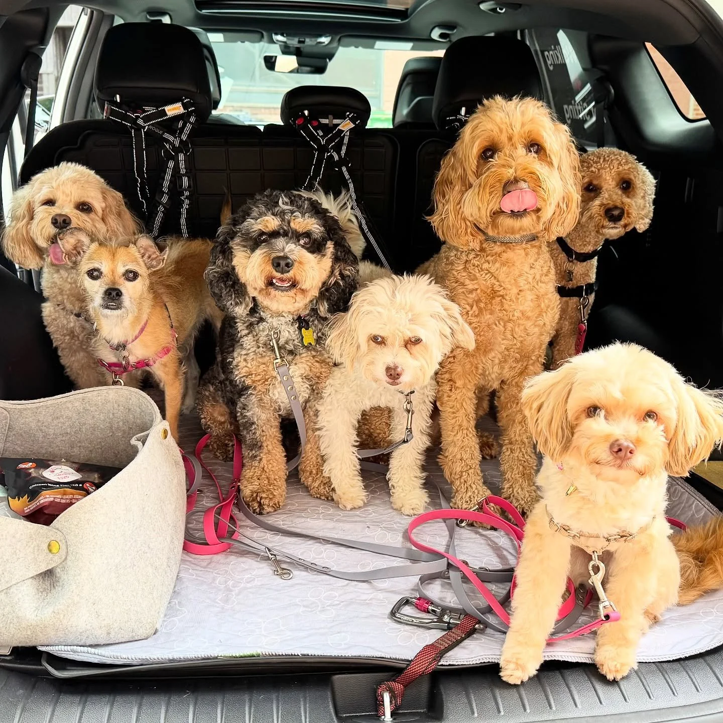 All aboard the waggin&rsquo; mobile! 🐾🚐💨 #fluffexpress #squadgoals #vancouverdogs #dogwalkingadventures #letsgo &hearts;️&hearts;️ #onlypaws #petcare #vancouver