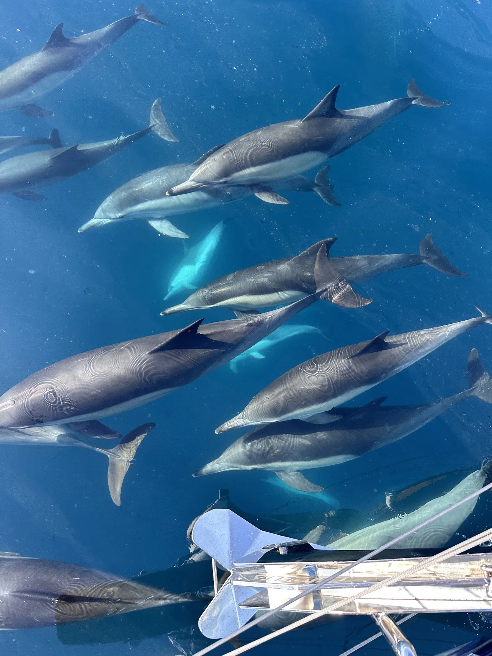 Pod of dolphins swimming beside Yacht Kelpie during a private whale and wildlife sailing charter in Santa Barbara.