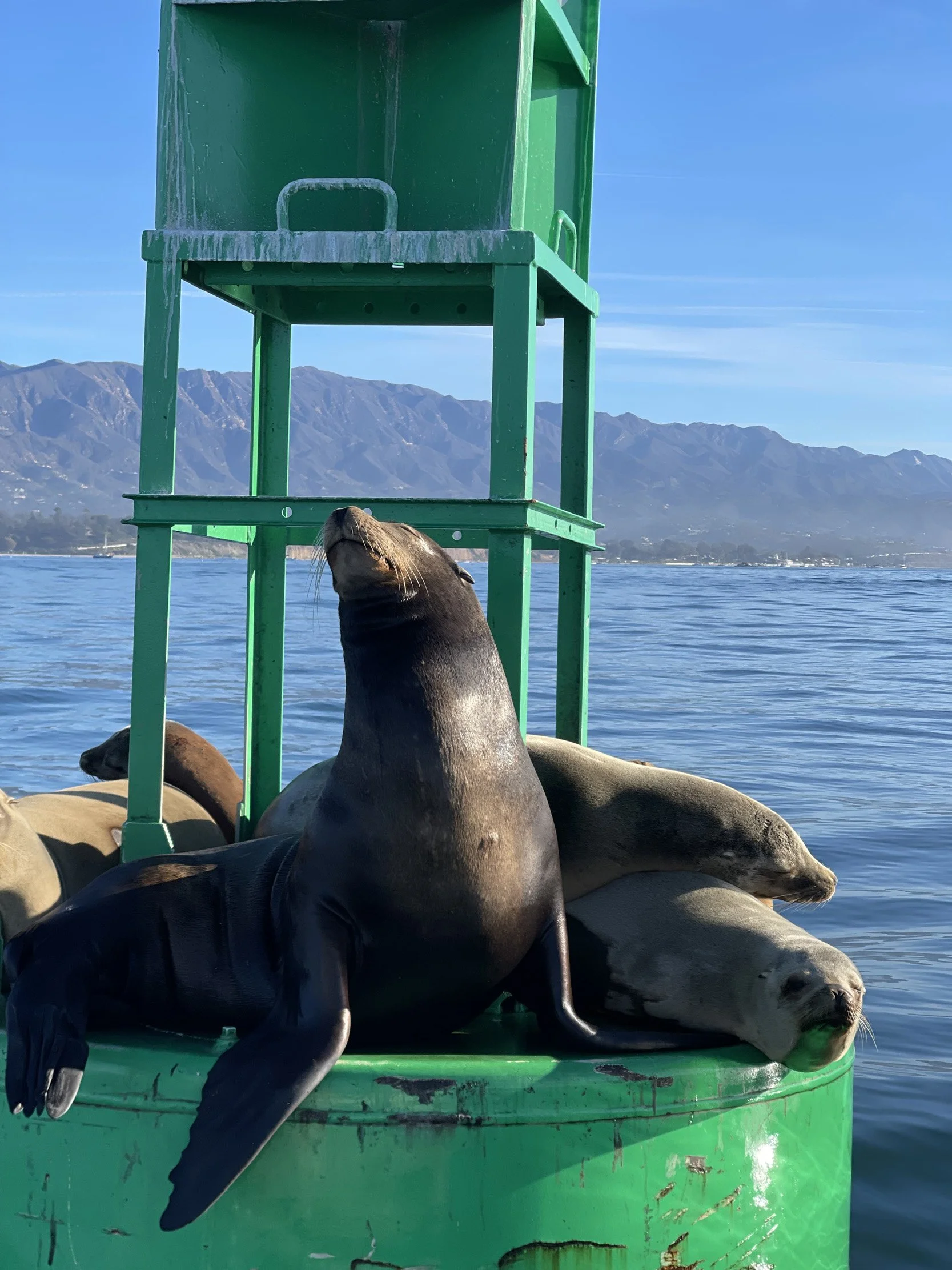 California sea lion resting on a navigational buoy during a private sailing charter along the Santa Barbara coast.