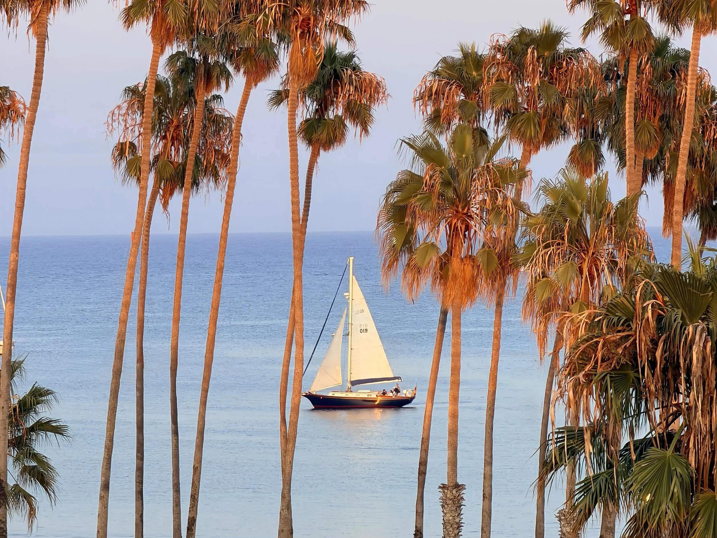 Yacht Kelpie sailing off Santa Barbara with the palm-lined coast in the background.