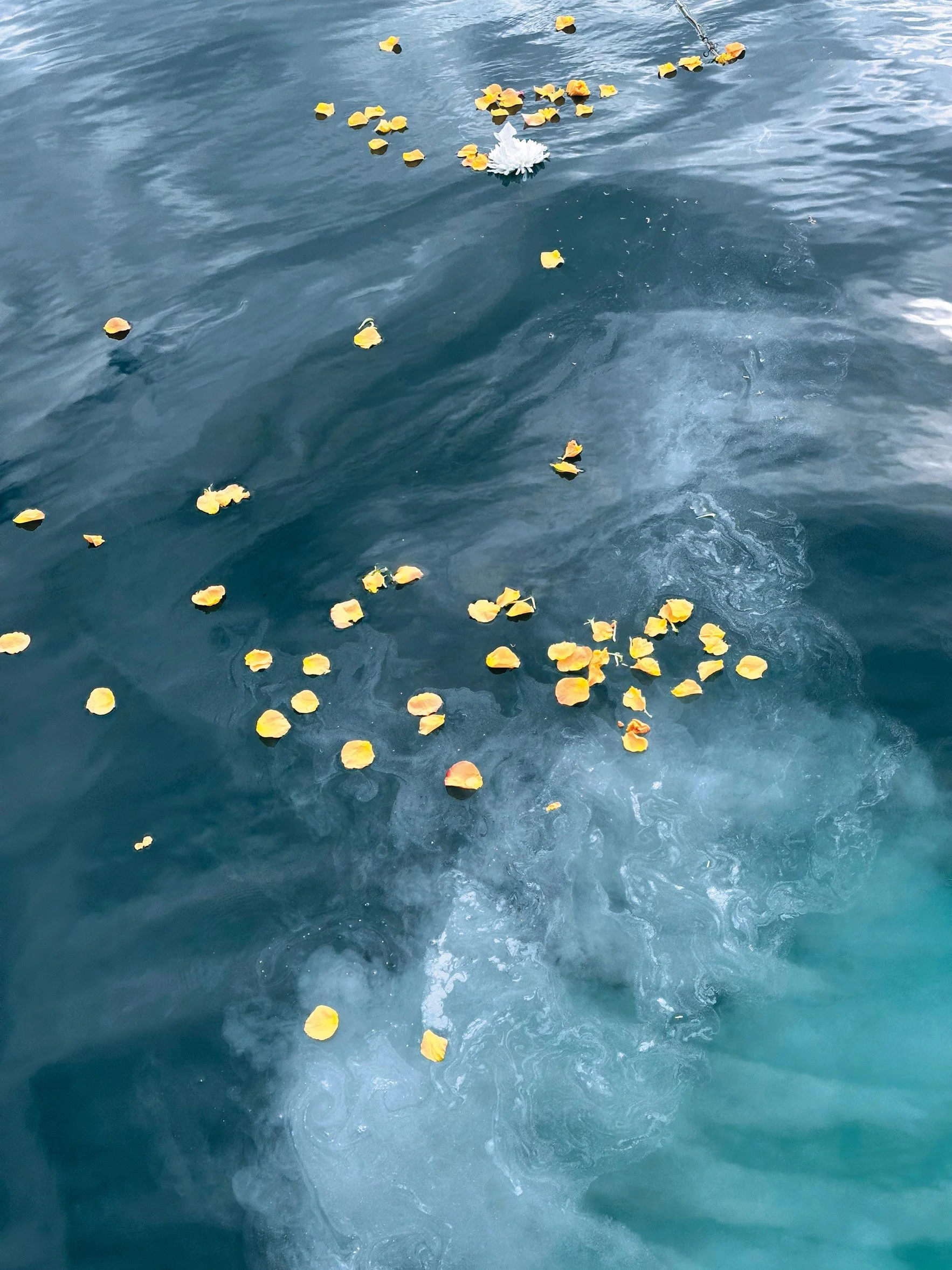 Yellow rose petals floating on the ocean during a memorial at sea scattering of ashes in Santa Barbara.