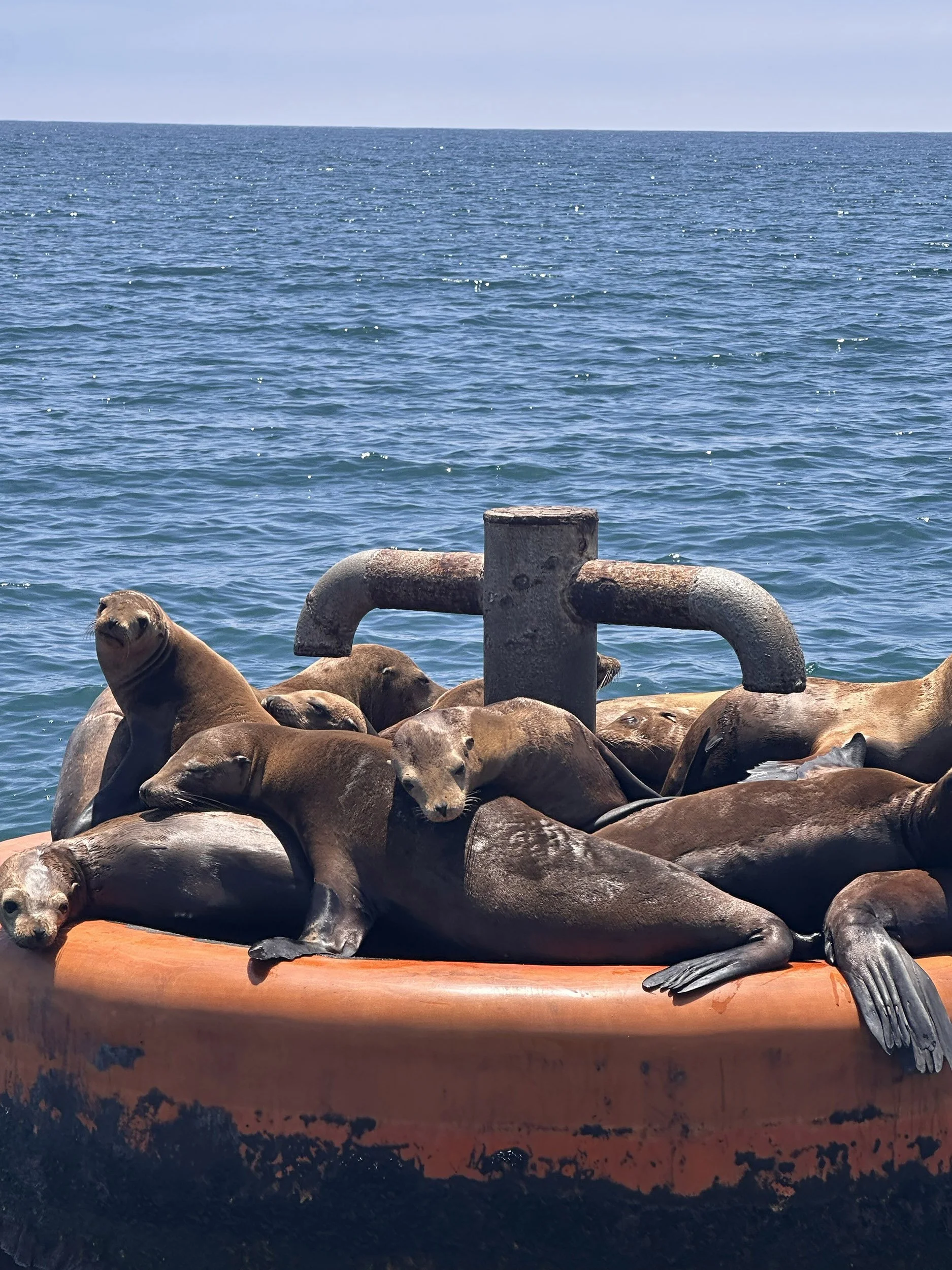 California sea lions gathered on a buoy near Santa Barbara.
