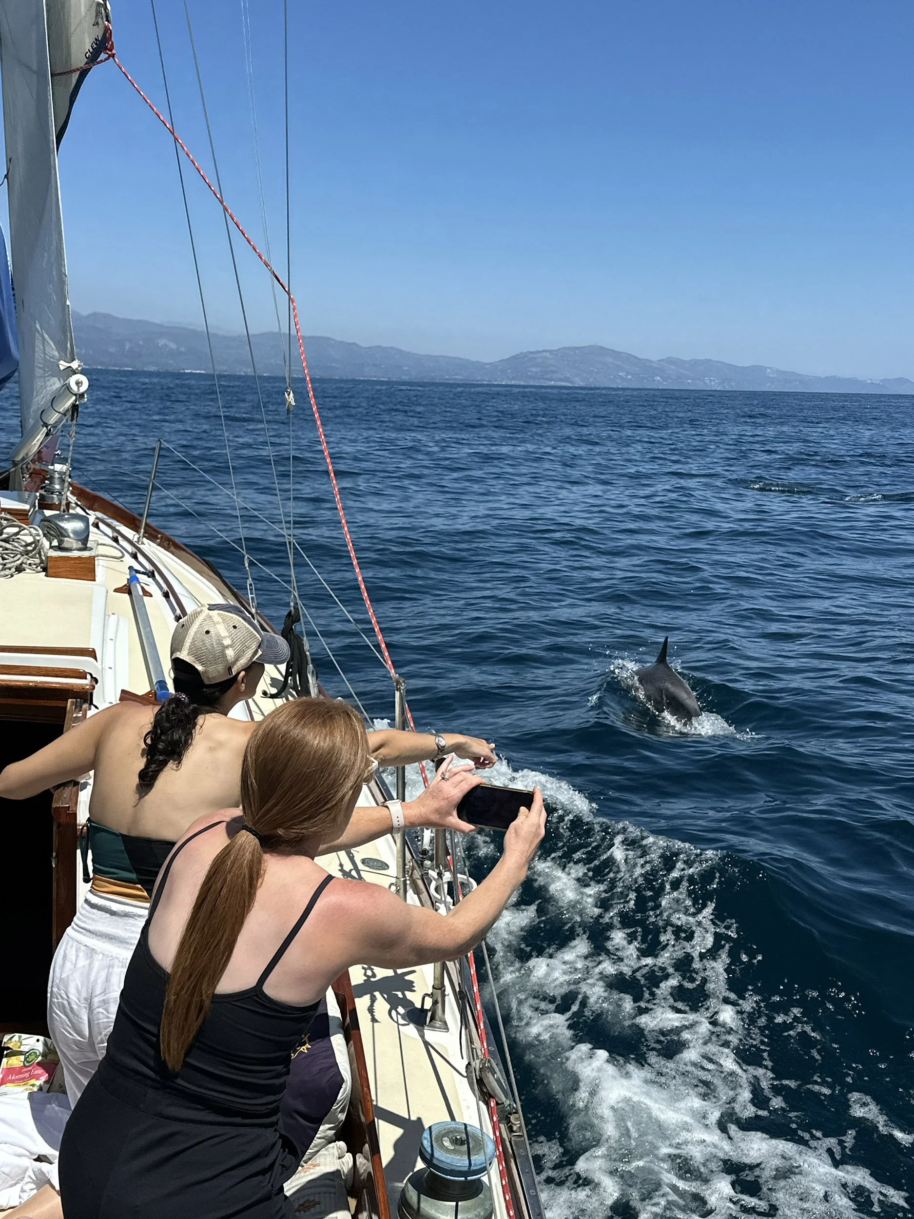 Guests photograph a dolphin from Yacht Kelpie during a private wildlife sailing charter in Santa Barbara.