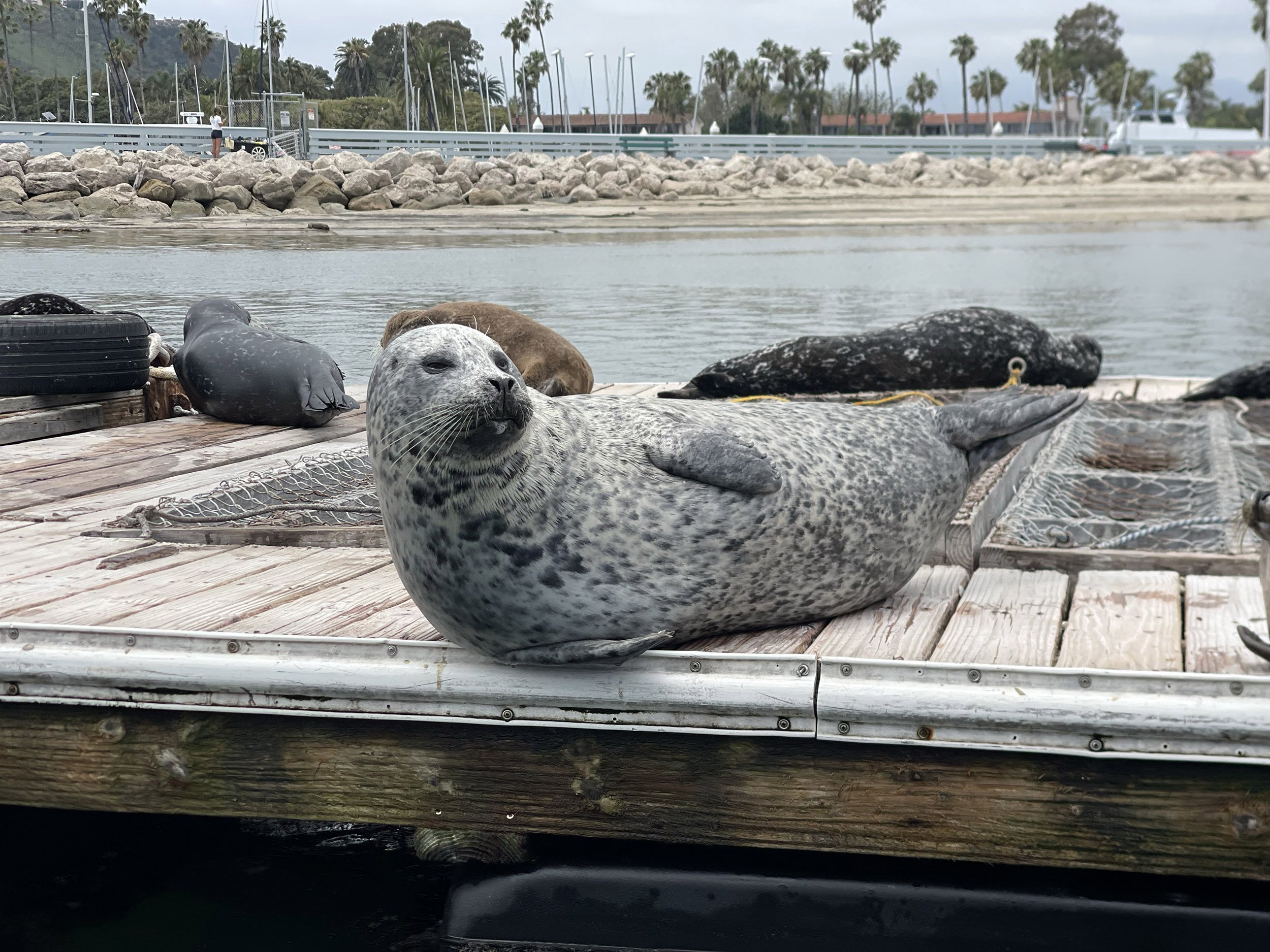 Harbor seal resting beside the water in Santa Barbara Harbor.