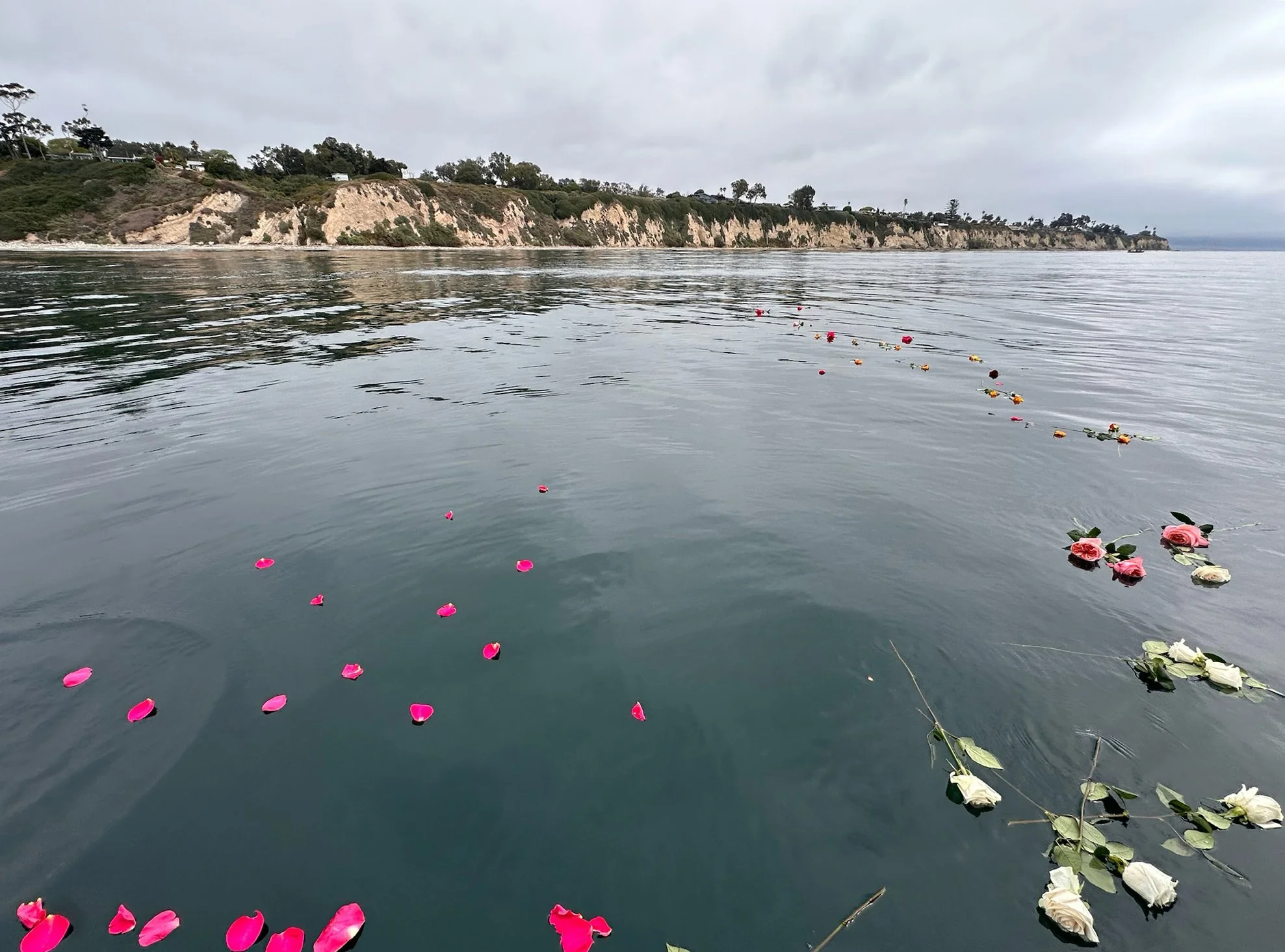 Flower petals floating on calm Pacific waters after a private memorial ceremony in Santa Barbara.