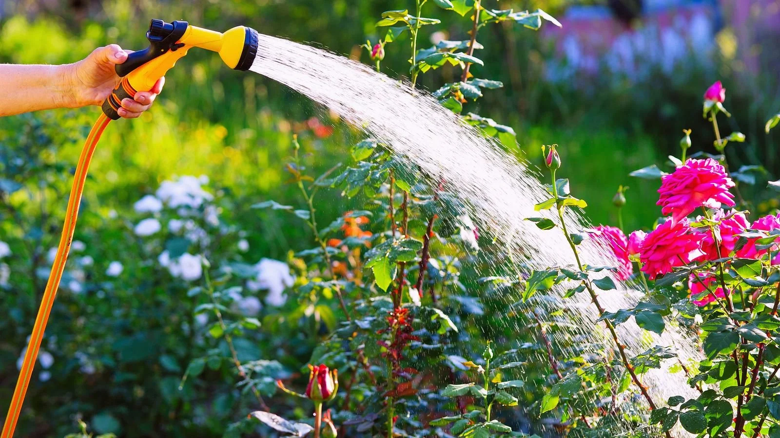 Hosepipe bans What are the rules, what are the exemptions and what do