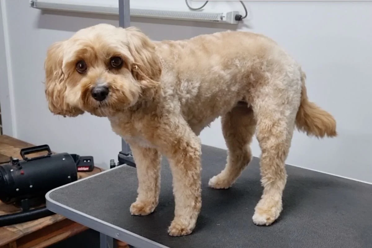 Soda after her groom