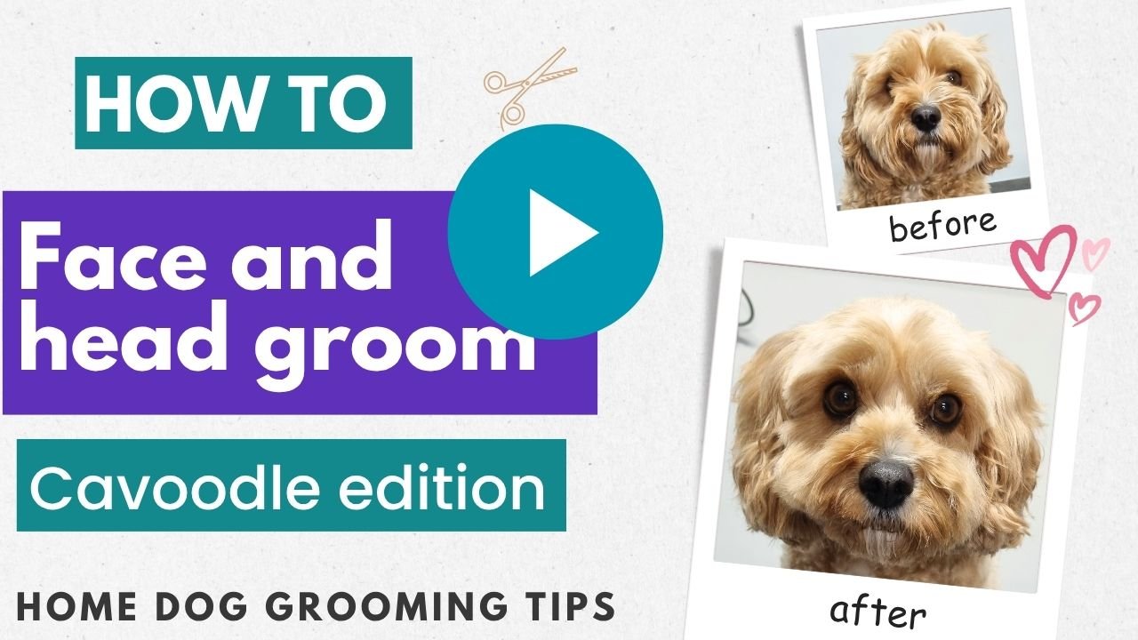 Face and head groom video