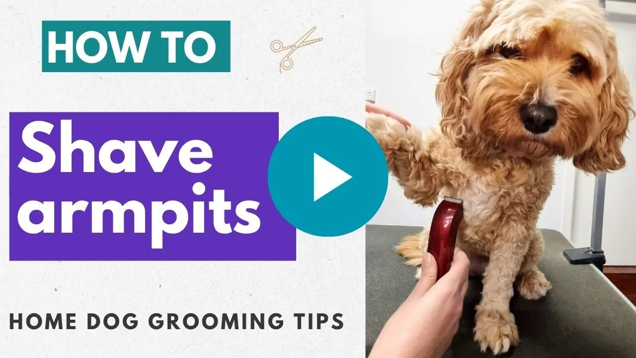 Video: How to shave dog armpits