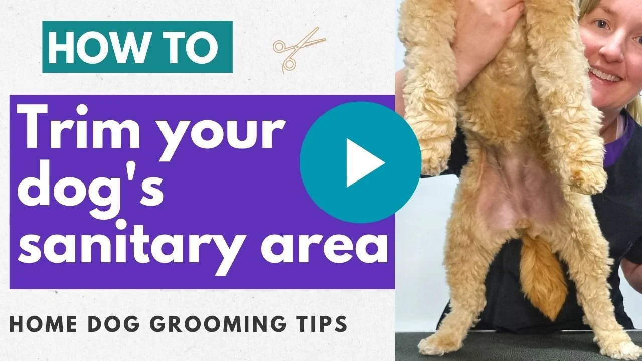 Video: How to trim your dog's sanitary area